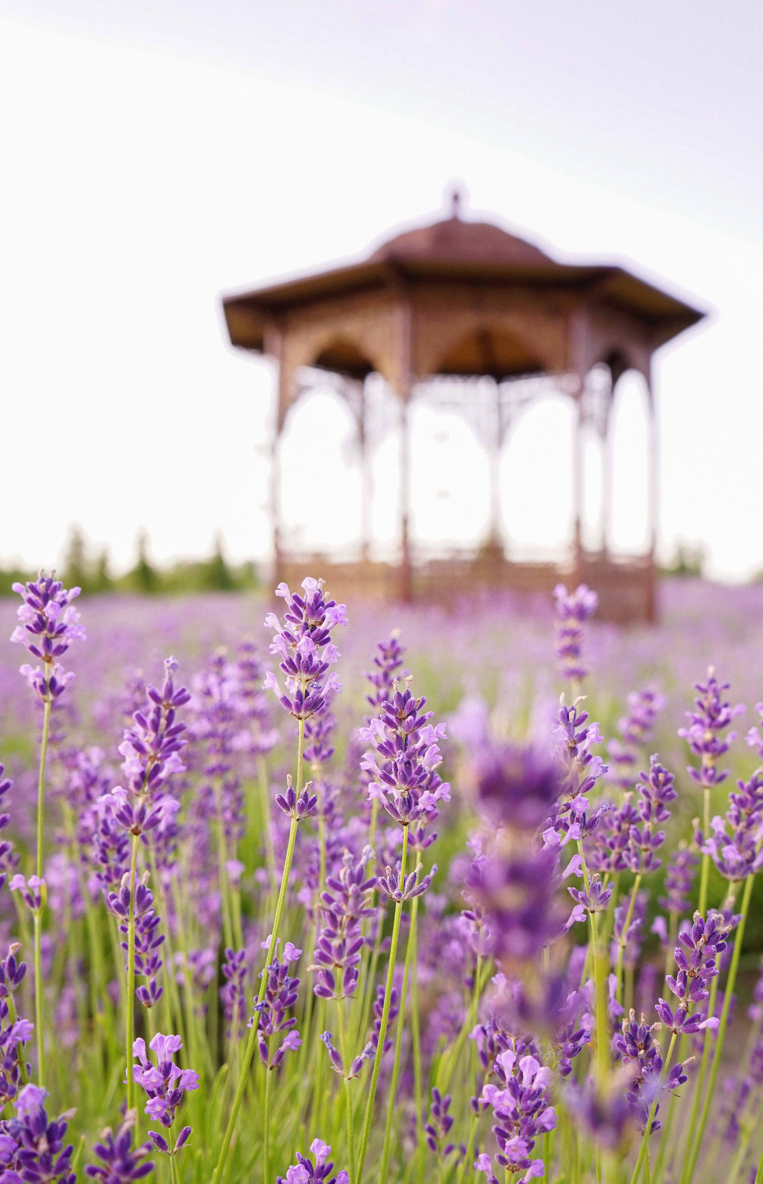 лавандове поле заставка, лавандовое поле обои на рабочий стол, лавандовое поле обои на телефон, фон лаванда обои на айфон, лаванда обои на телефон, цветки лаванды фон лаванда обои на айфон, эстетика обои на телефон лавандового цвета, лавандовые обои на телефон, лавандове поле фотосесія