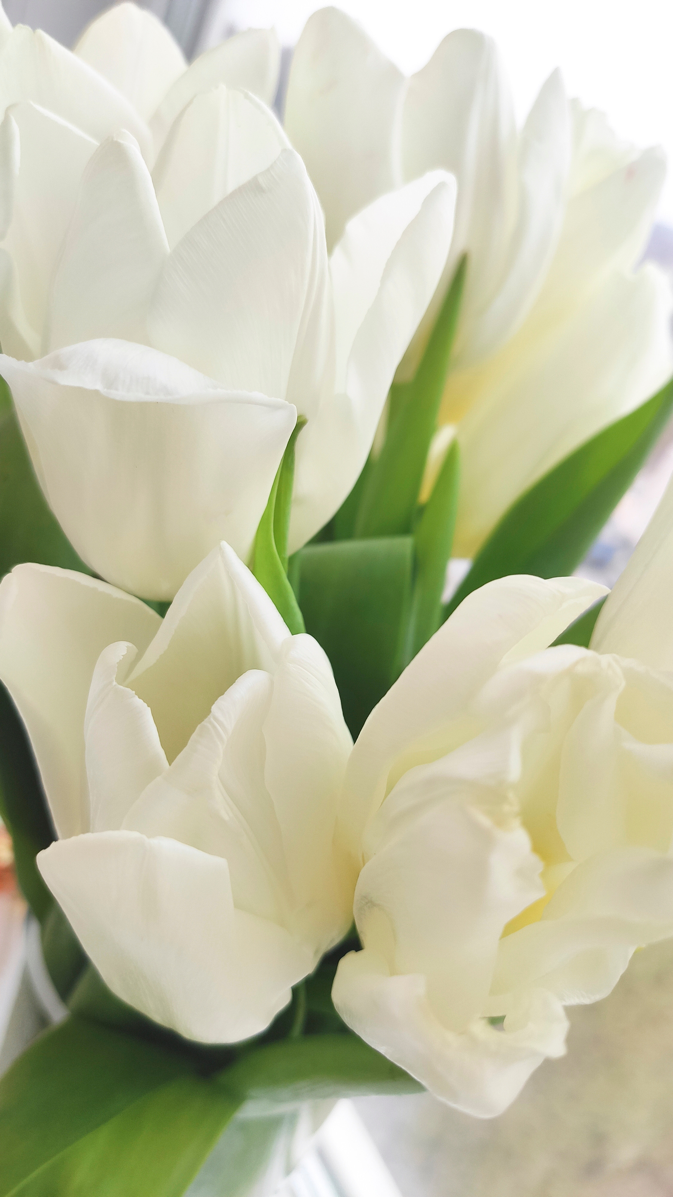 Весняні шпалери на телефон. Сімейний фотограф Київ Наталія Шкаврон