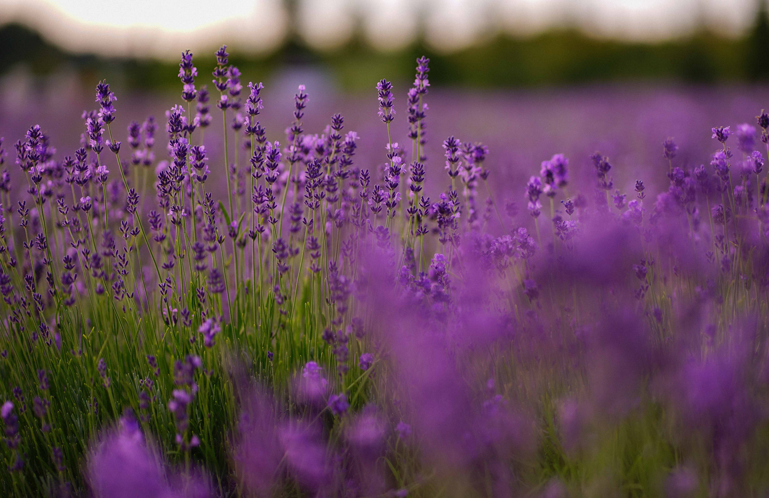 лавандове поле заставка, лавандовое поле обои на рабочий стол, лавандовое поле обои на телефон, фон лаванда обои на айфон, лаванда обои на телефон, цветки лаванды фон лаванда обои на айфон, эстетика обои на телефон лавандового цвета, лавандовые обои на телефон, лавандове поле фотосесія