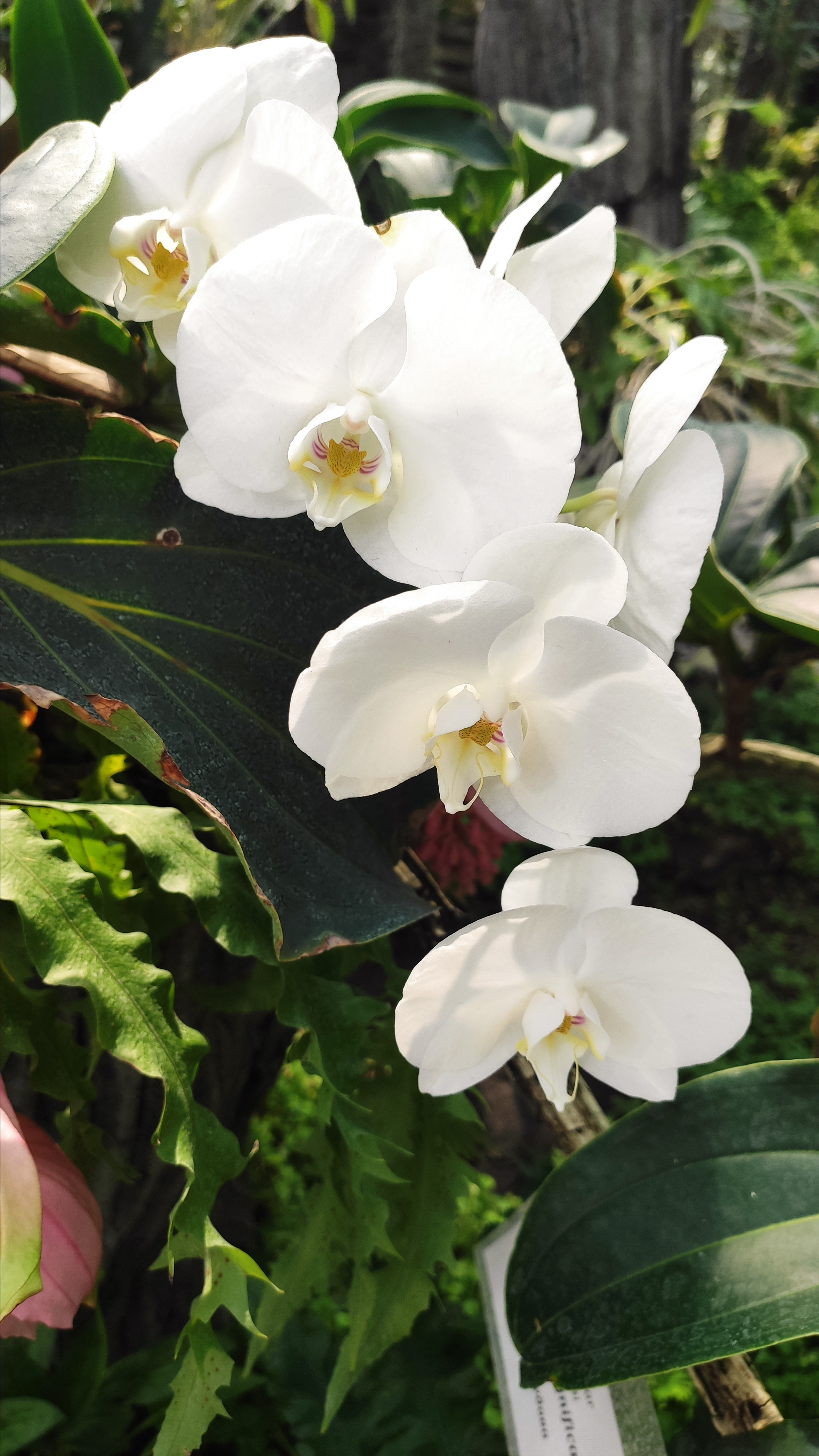 Весняні шпалери на телефон. Сімейний фотограф Київ Наталія Шкаврон