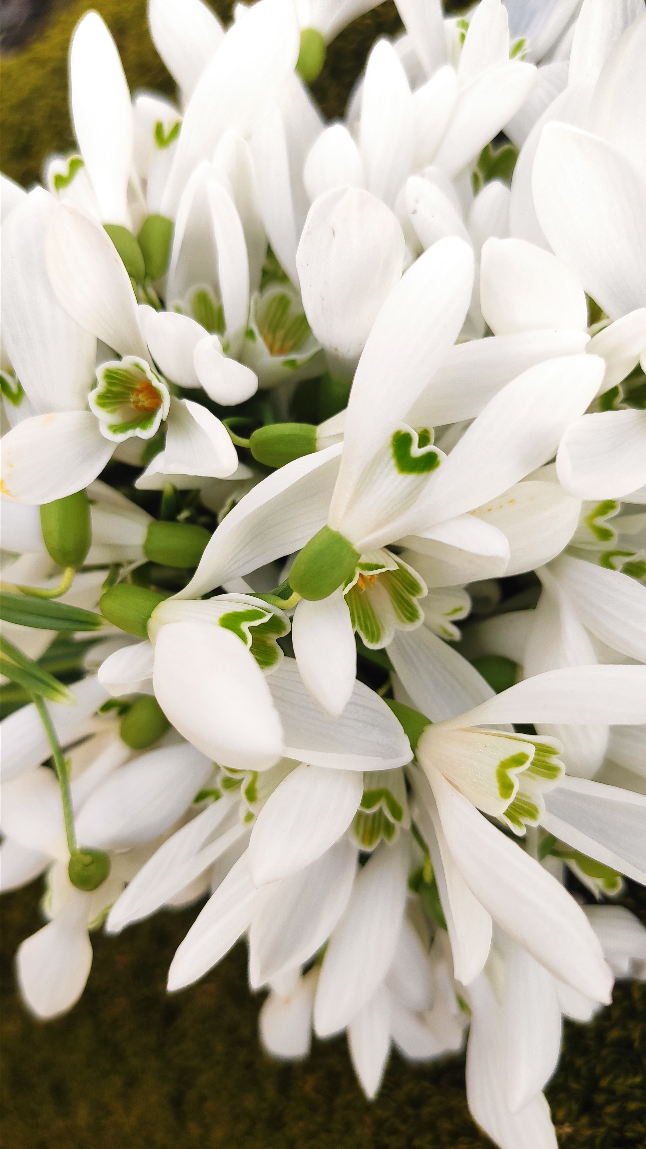 Весняні шпалери на телефон. Сімейний фотограф Київ Наталія Шкаврон