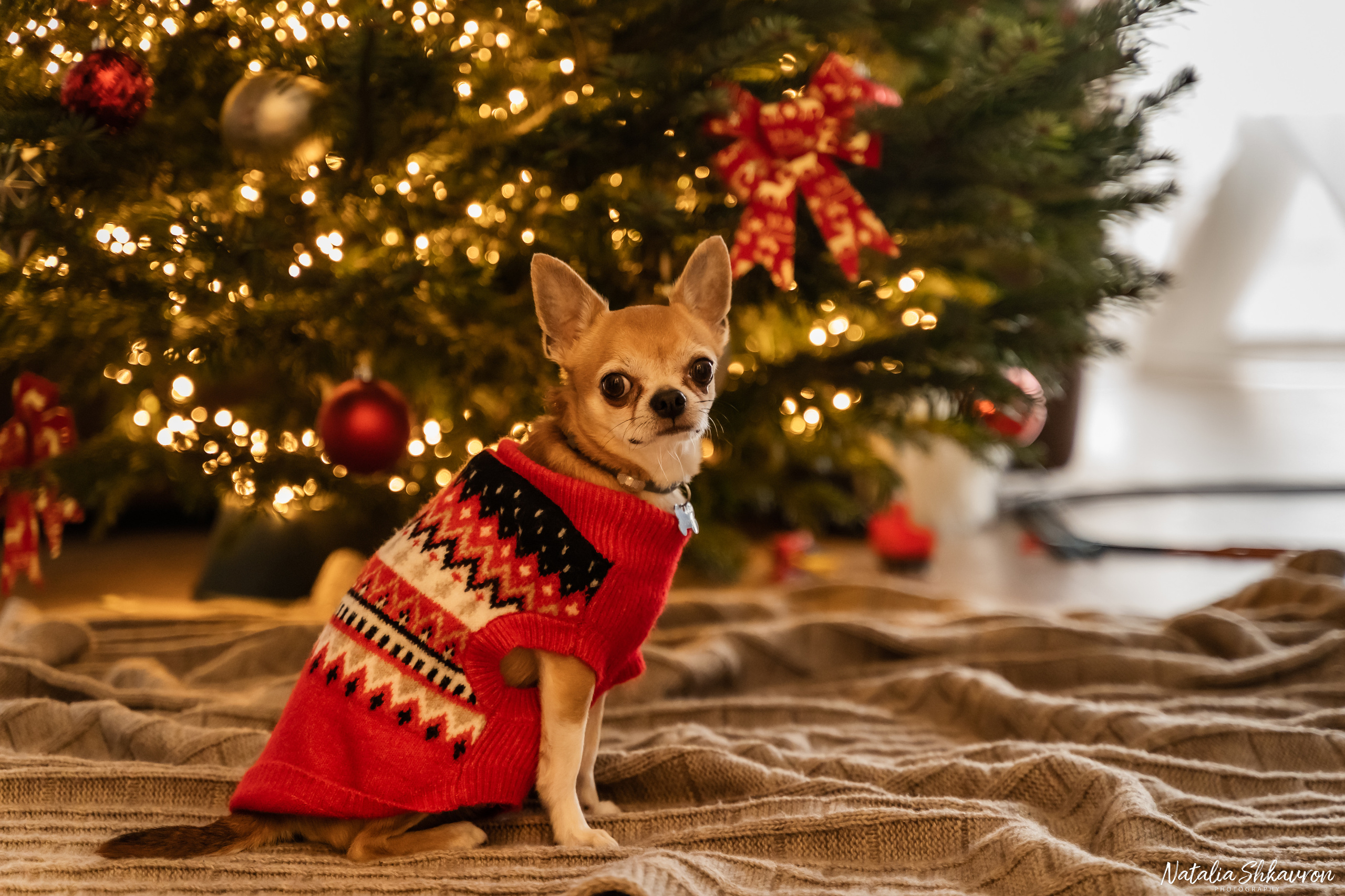 Новорічна фотосесія вдома. Сімейний фотограф Київ Наталія Шкаврон