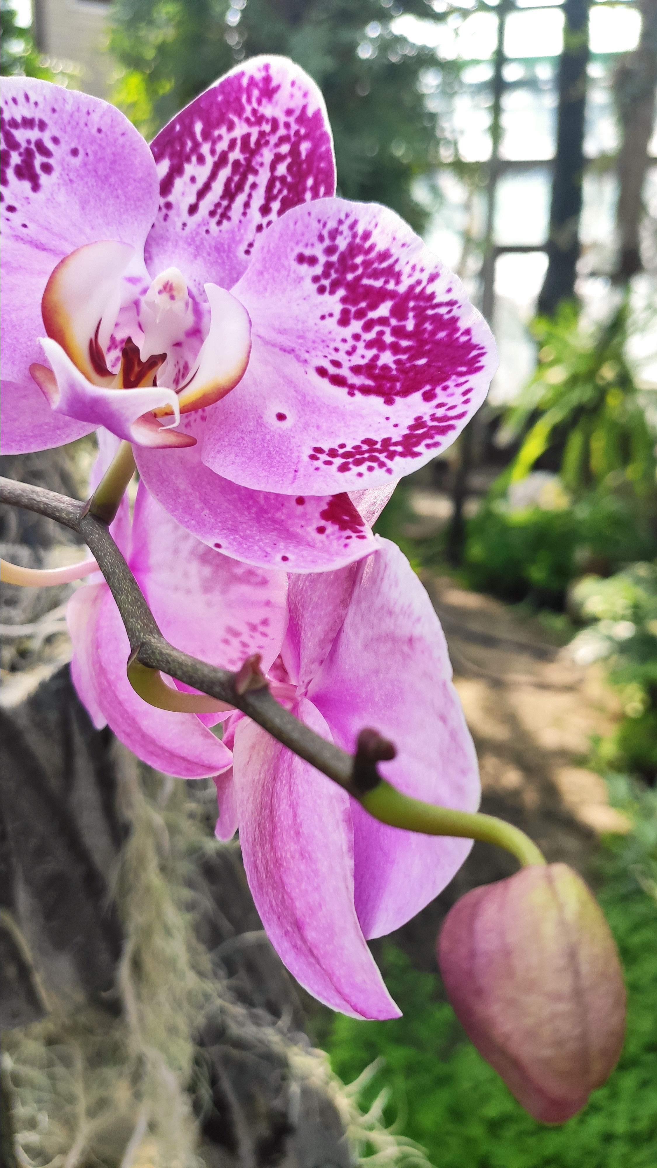 Весняні шпалери на телефон. Сімейний фотограф Київ Наталія Шкаврон