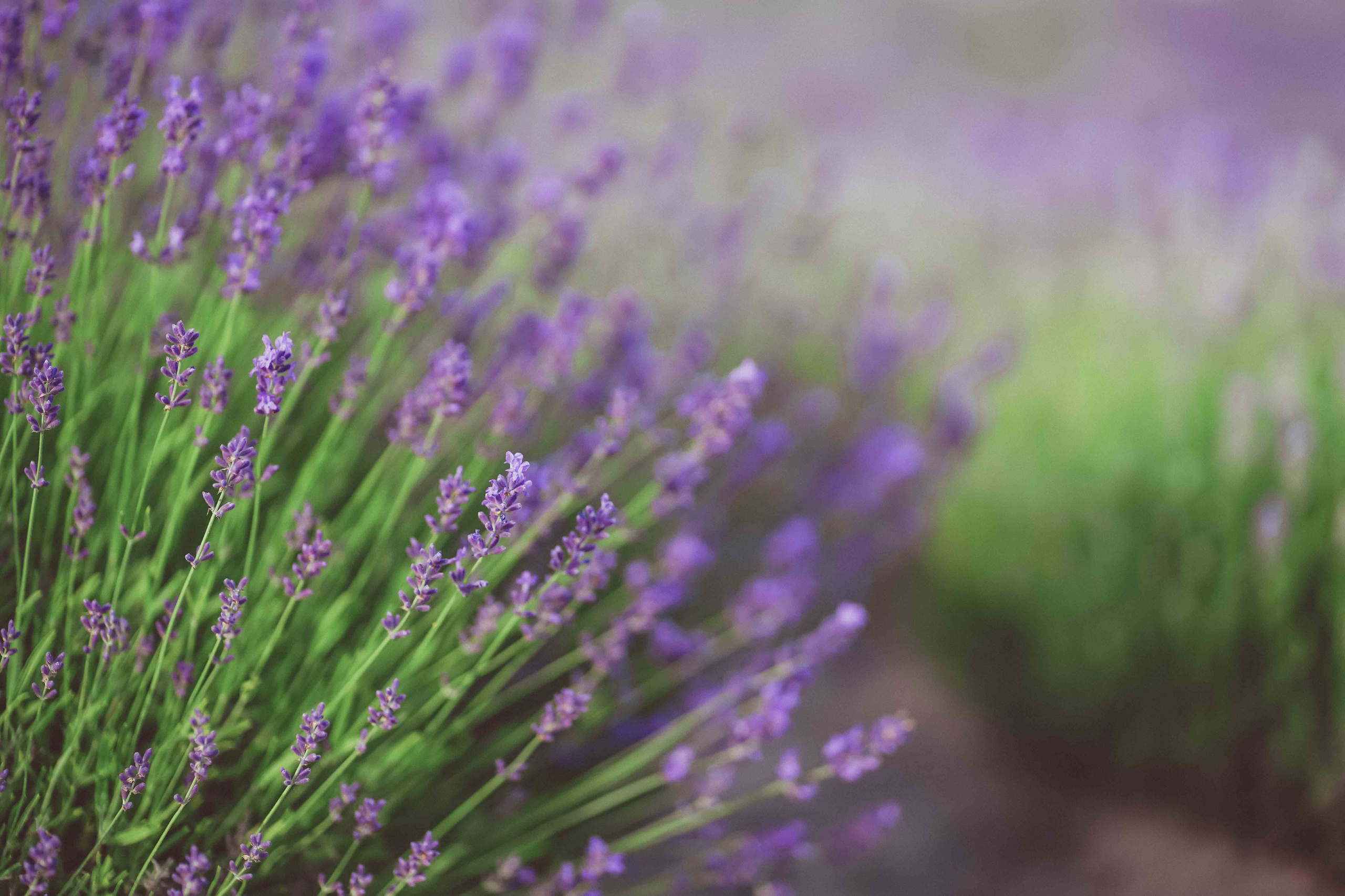 лавандове поле заставка, лавандовое поле обои на рабочий стол, лавандовое поле обои на телефон, фон лаванда обои на айфон, лаванда обои на телефон, цветки лаванды фон лаванда обои на айфон, эстетика обои на телефон лавандового цвета, лавандовые обои на телефон, лавандове поле фотосесія