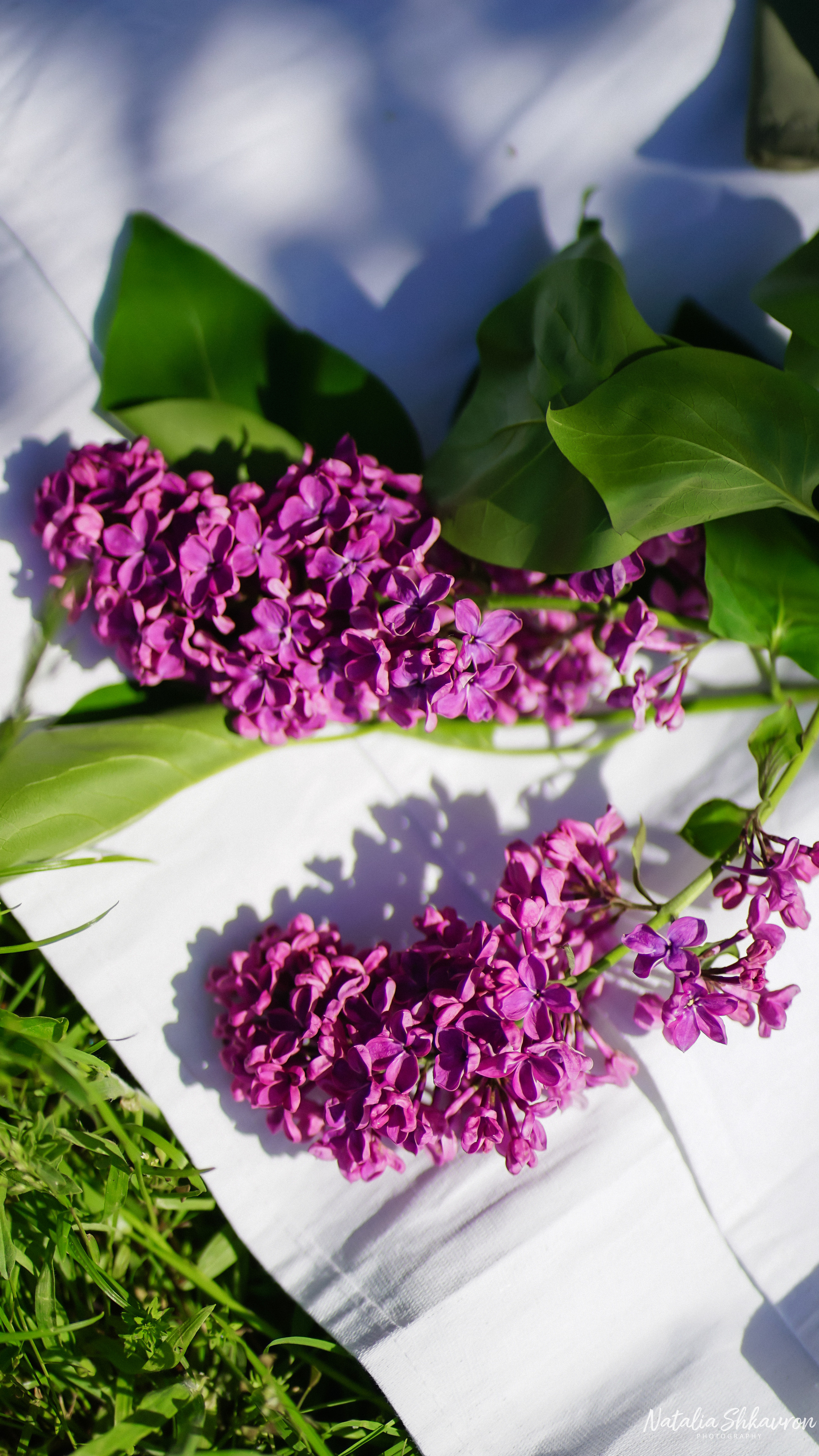 Фотосесія в стилі пікнік. Сімейний фотограф Київ Наталія Шкаврон