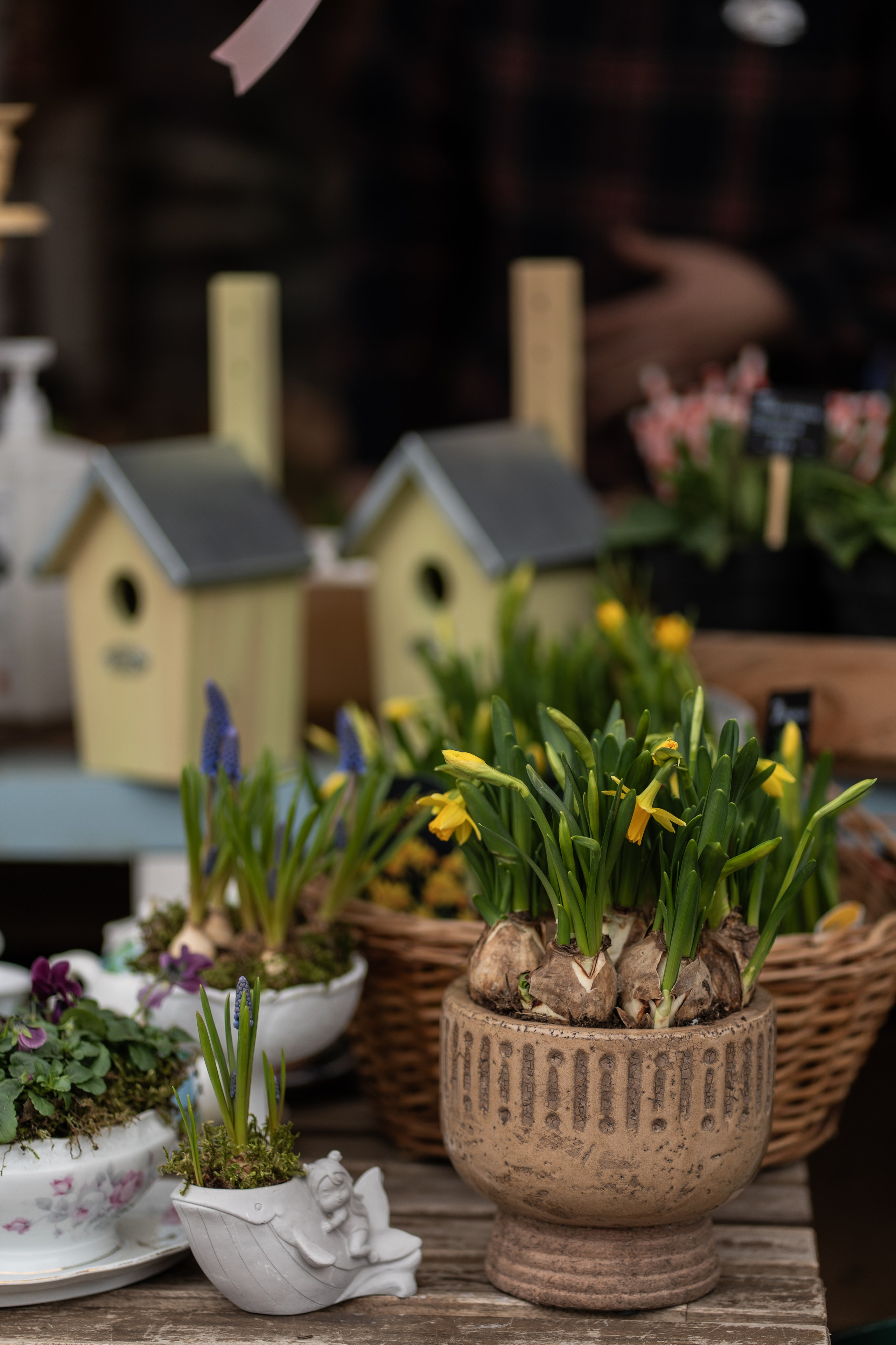 Весняні фотошпалери 2026. Сімейний фотограф Київ Наталія Шкаврон