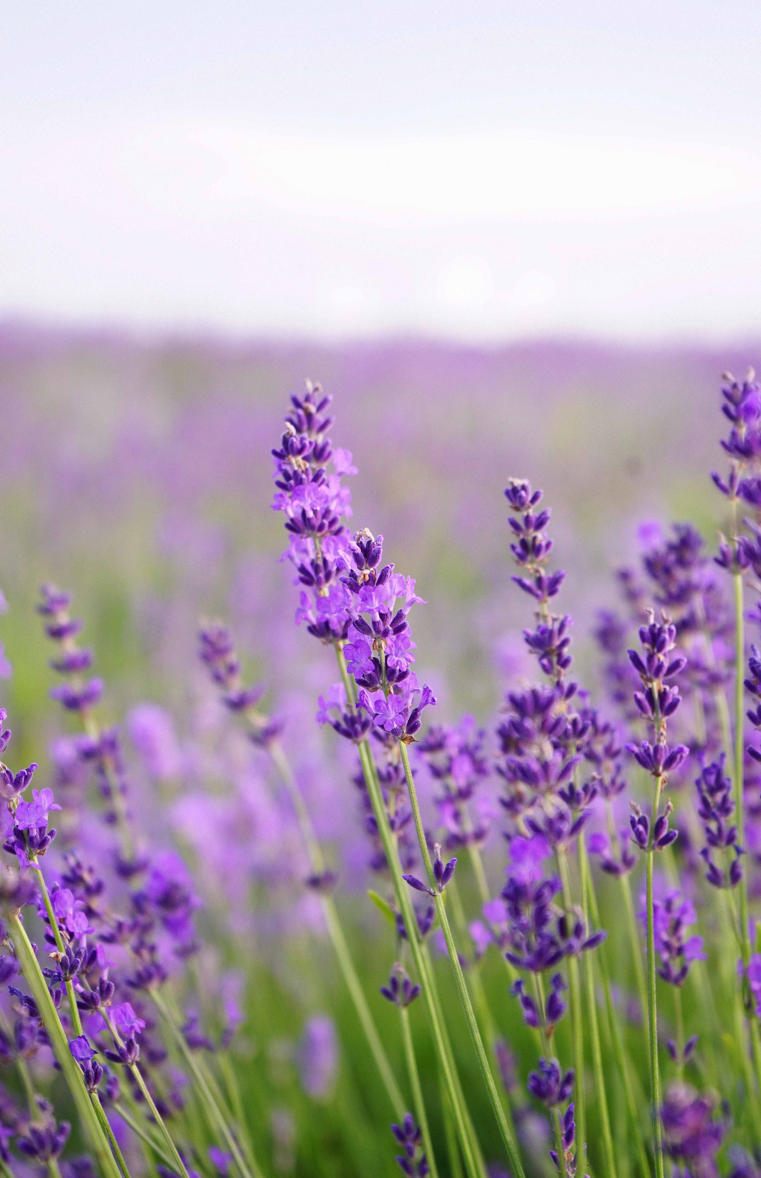 лавандове поле заставка, лавандовое поле обои на рабочий стол, лавандовое поле обои на телефон, фон лаванда обои на айфон, лаванда обои на телефон, цветки лаванды фон лаванда обои на айфон, эстетика обои на телефон лавандового цвета, лавандовые обои на телефон, лавандове поле фотосесія