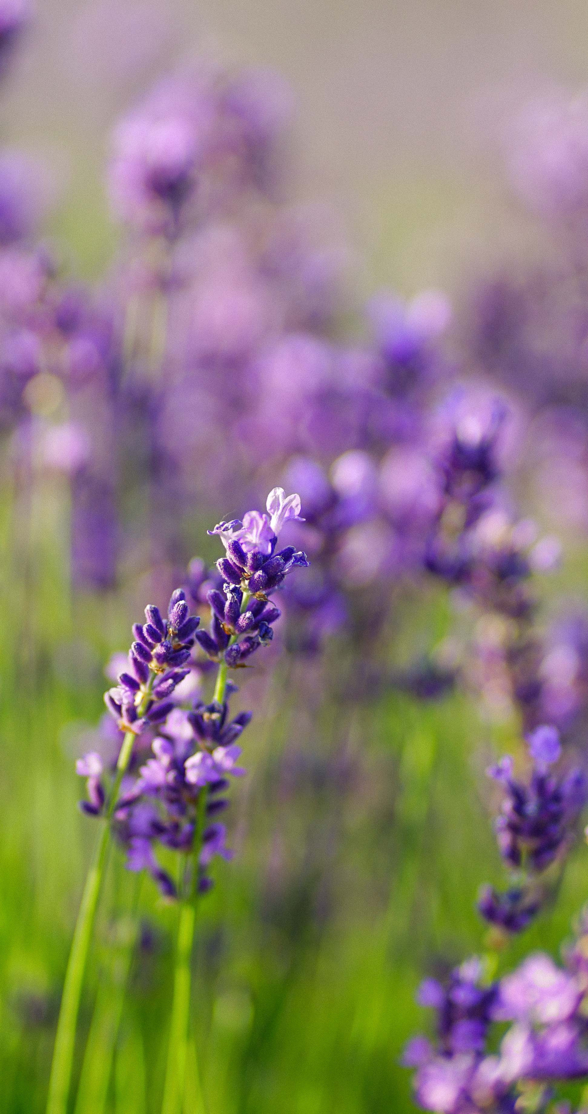 лавандове поле заставка, лавандовое поле обои на рабочий стол, лавандовое поле обои на телефон, фон лаванда обои на айфон, лаванда обои на телефон, цветки лаванды фон лаванда обои на айфон, эстетика обои на телефон лавандового цвета, лавандовые обои на телефон, лавандове поле фотосесія