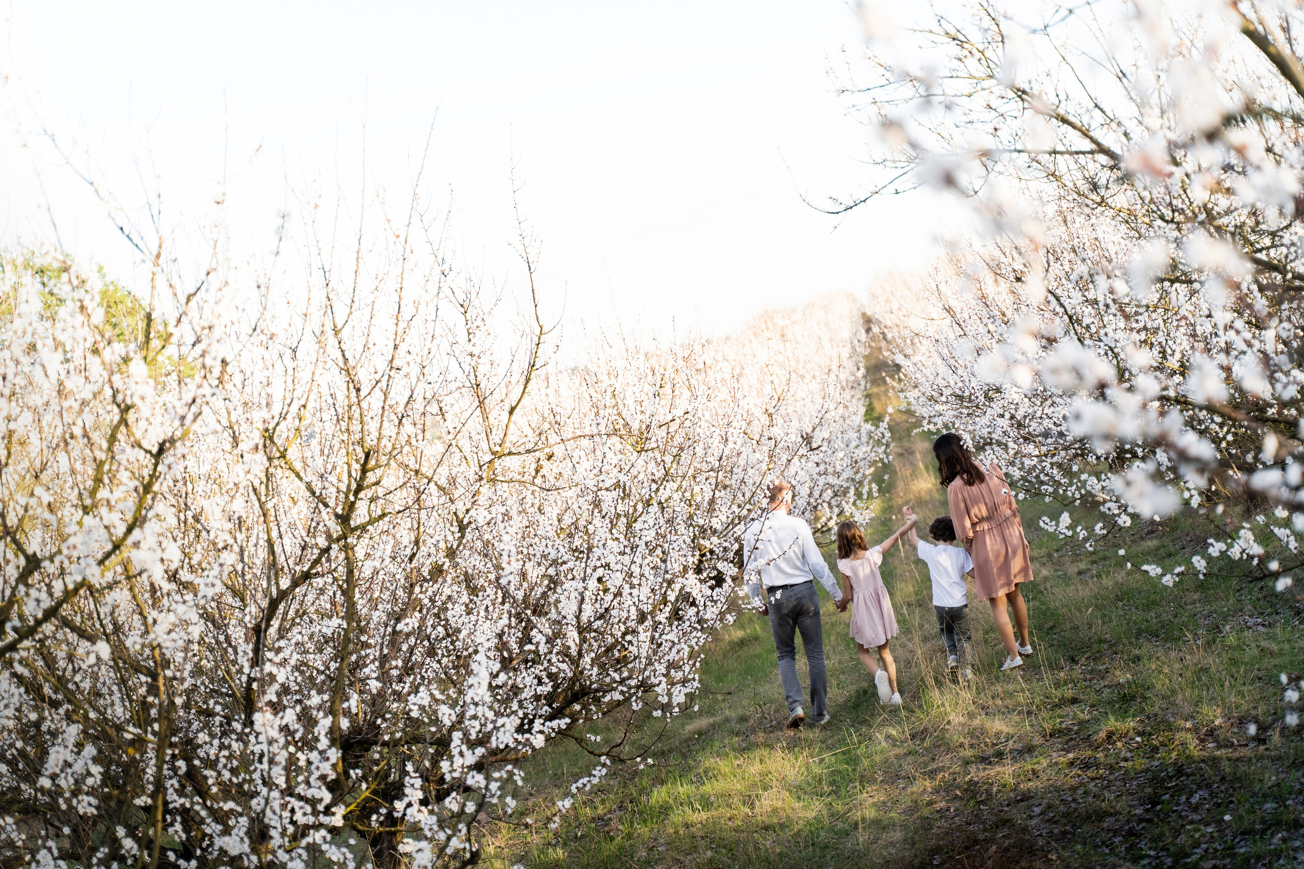 Сімейна фотосесія в абрикосовому саду, фотограф київ, сімейний фотограф київ, локація абрикосовий сад