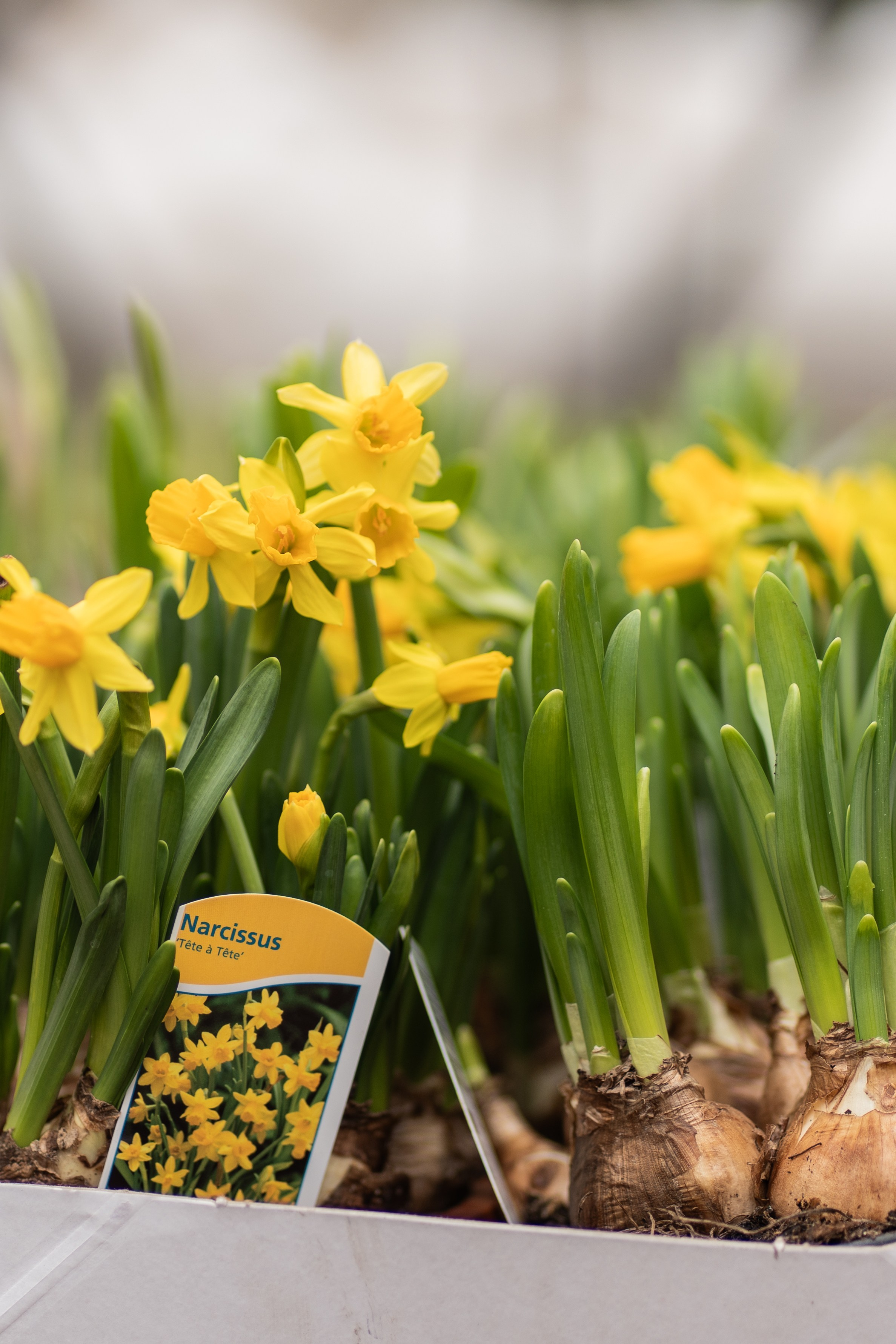 Весняні фотошпалери 2026. Сімейний фотограф Київ Наталія Шкаврон