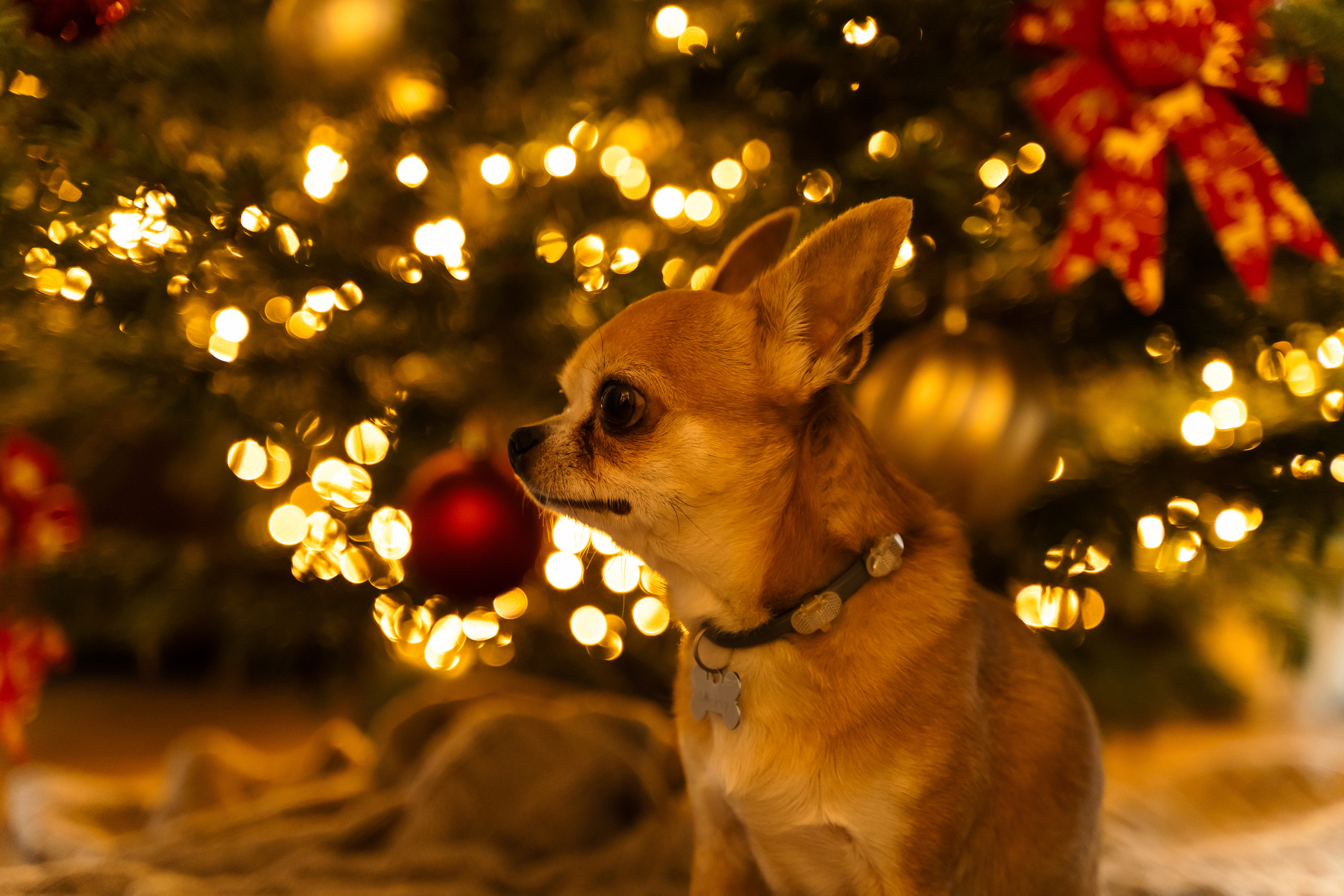 Новорічна домашня фотосесія. Сімейний фотограф Київ Наталія Шкаврон