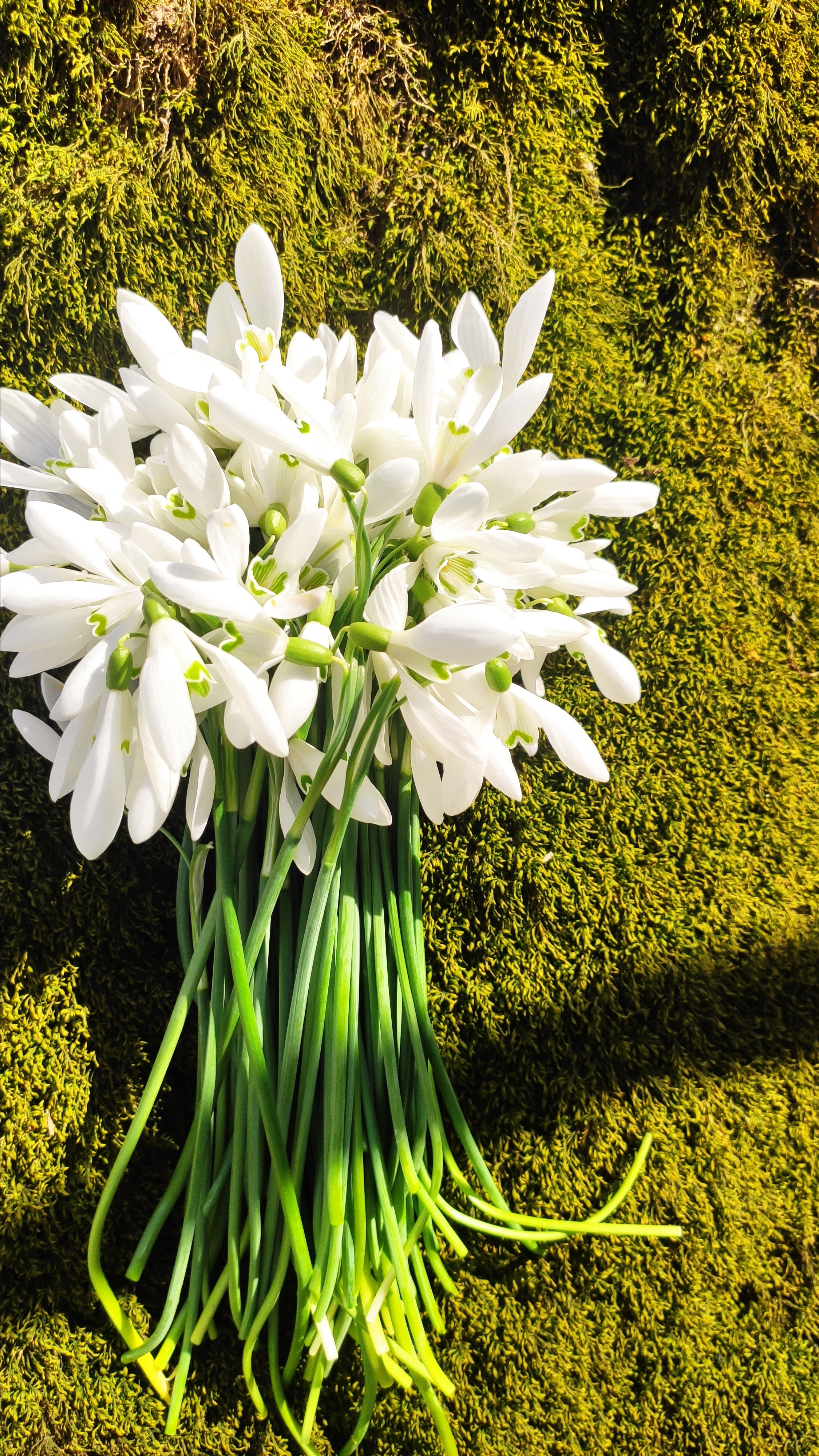 Весняні шпалери на телефон. Сімейний фотограф Київ Наталія Шкаврон