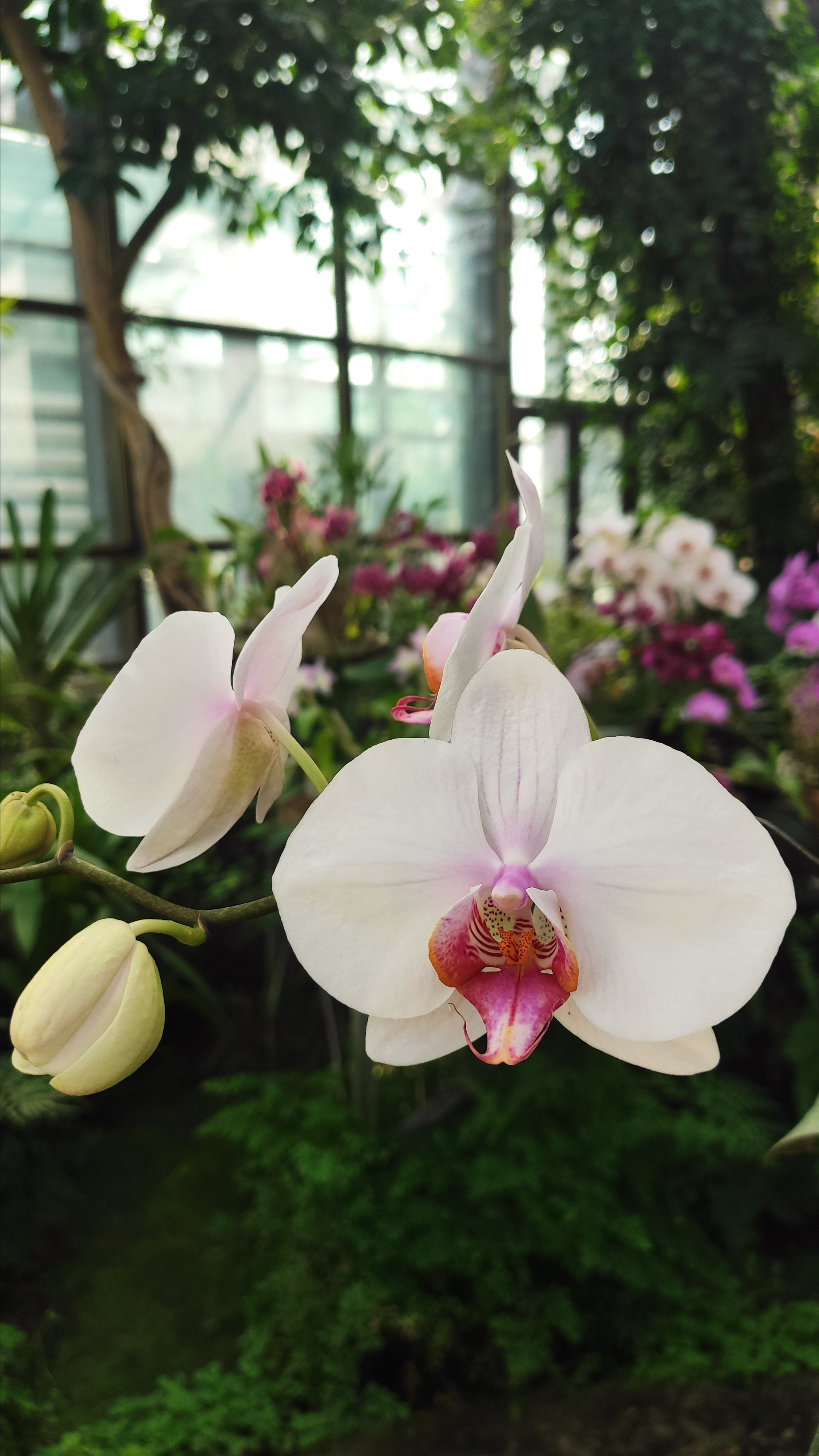 Весняні шпалери на телефон. Сімейний фотограф Київ Наталія Шкаврон