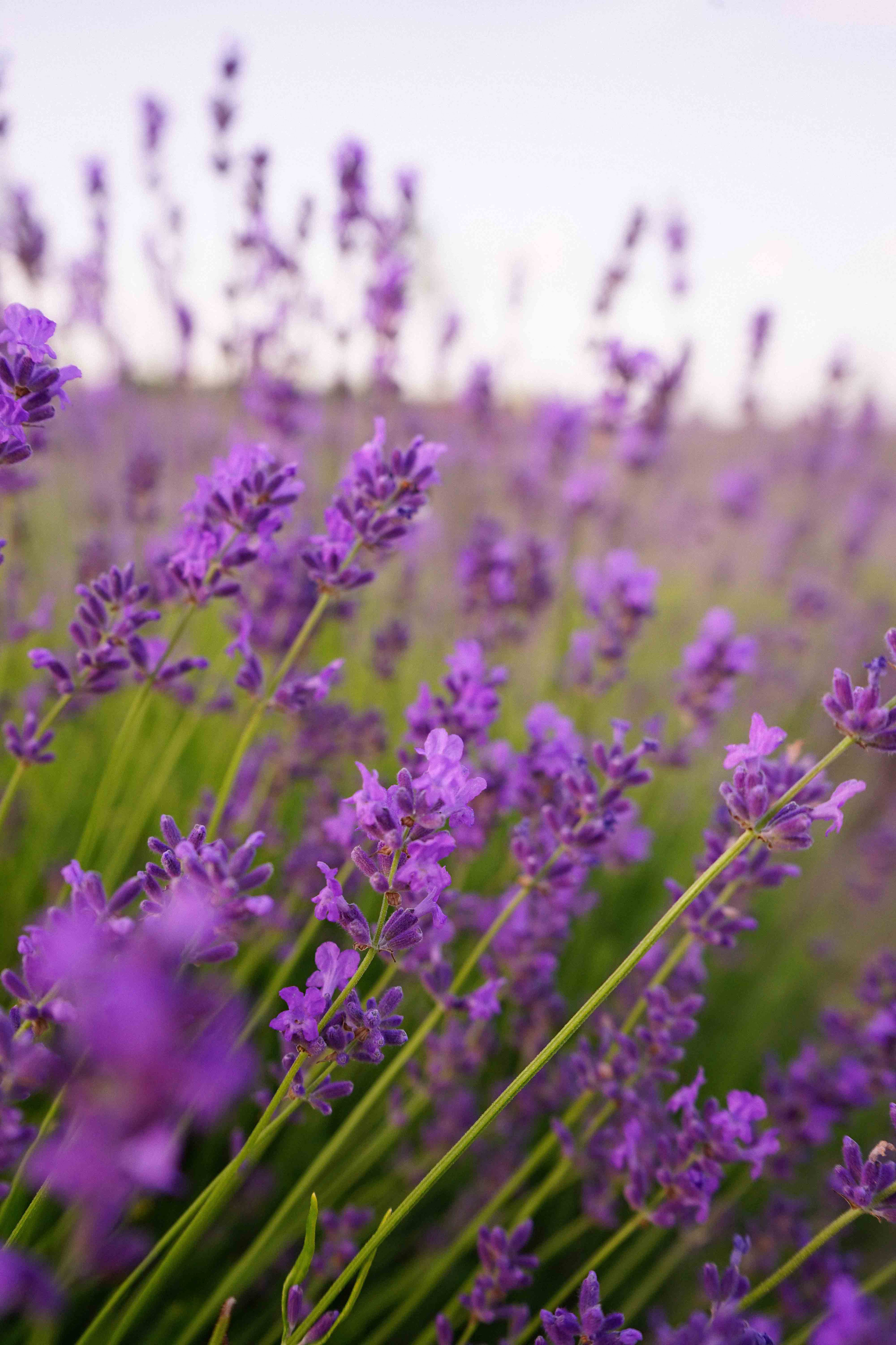 лавандове поле заставка, лавандовое поле обои на рабочий стол, лавандовое поле обои на телефон, фон лаванда обои на айфон, лаванда обои на телефон, цветки лаванды фон лаванда обои на айфон, эстетика обои на телефон лавандового цвета, лавандовые обои на телефон, лавандове поле фотосесія