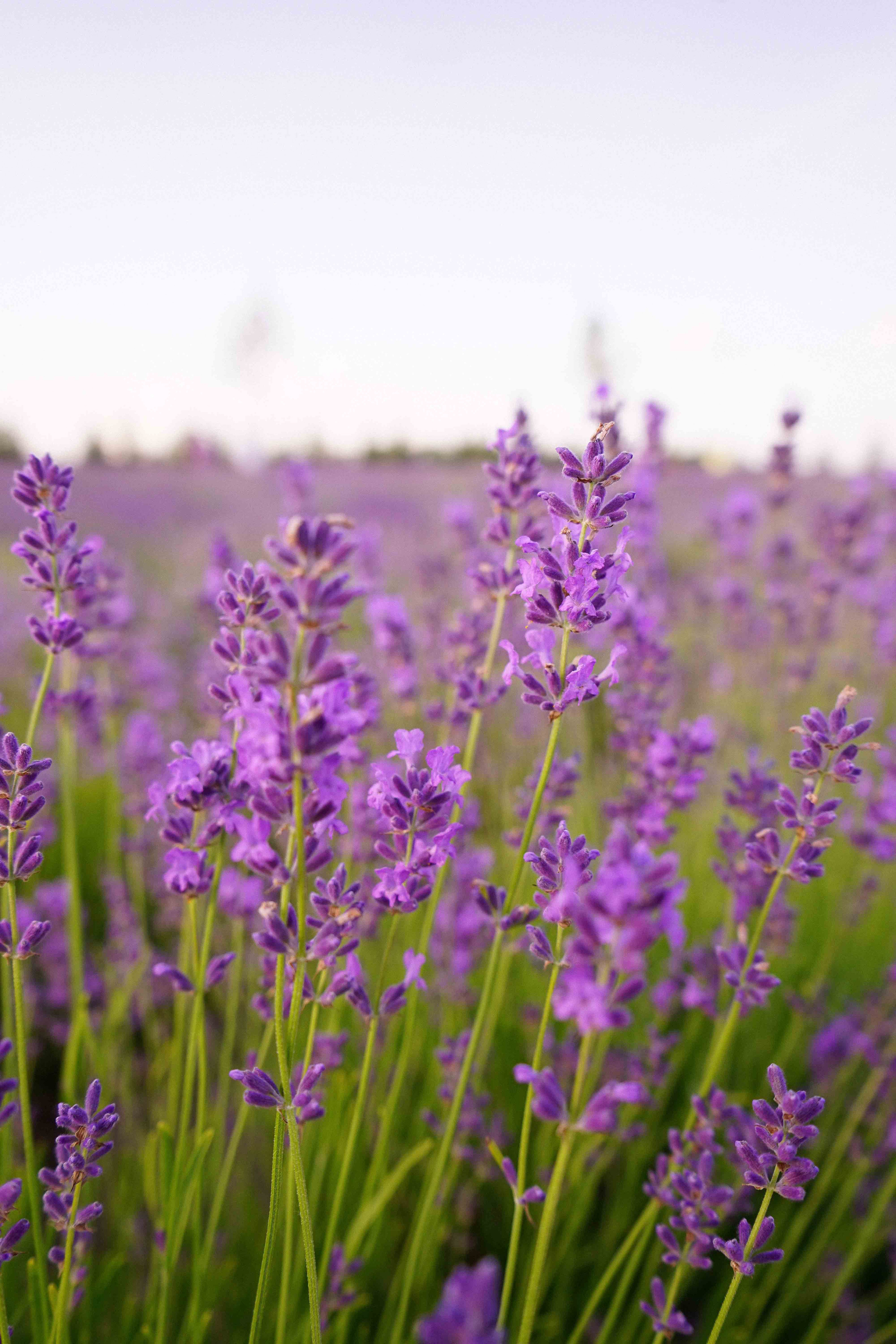 лавандове поле заставка, лавандовое поле обои на рабочий стол, лавандовое поле обои на телефон, фон лаванда обои на айфон, лаванда обои на телефон, цветки лаванды фон лаванда обои на айфон, эстетика обои на телефон лавандового цвета, лавандовые обои на телефон, лавандове поле фотосесія