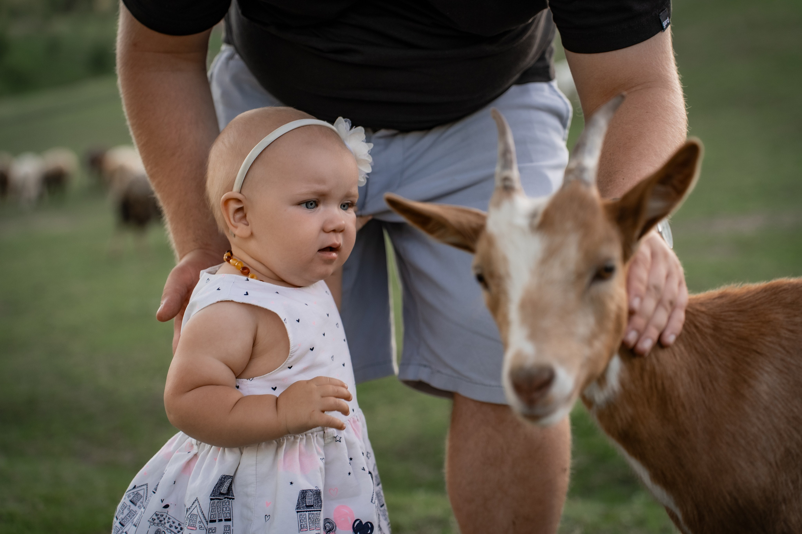 Сімейна фотосесія на овечій фермі. Сімейний фотограф Київ Наталія Шкаврон