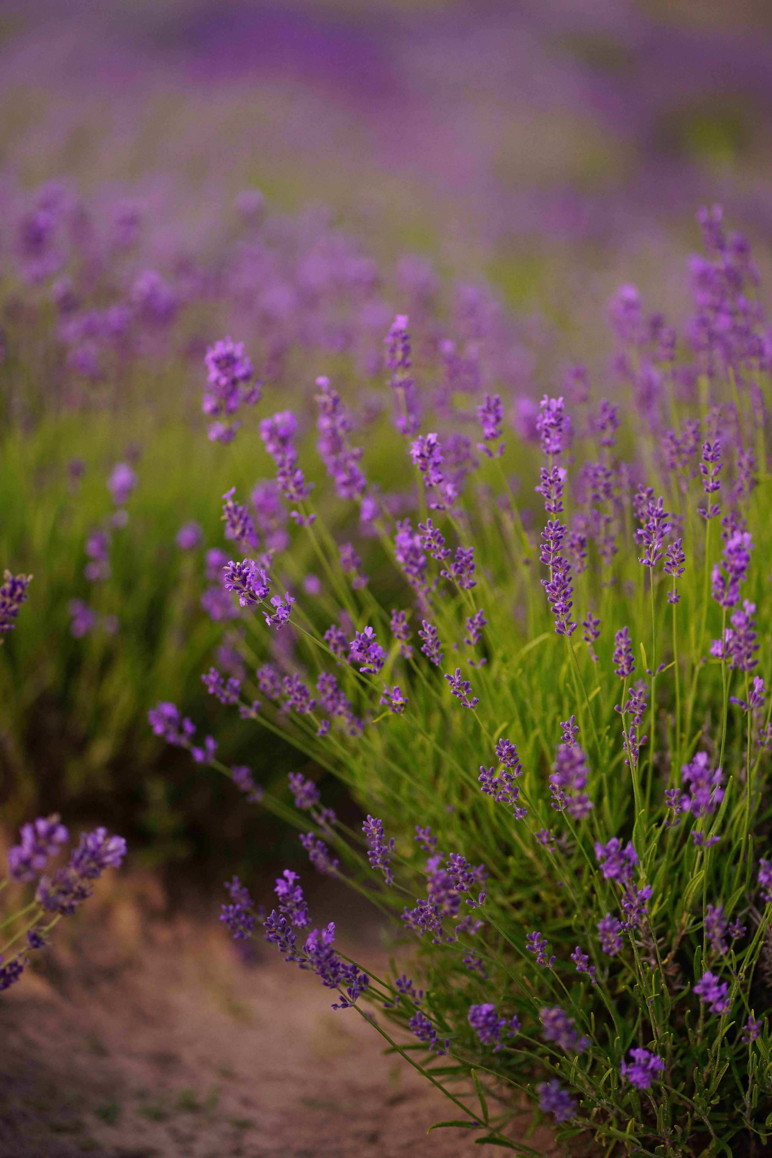 лавандове поле заставка, лавандовое поле обои на рабочий стол, лавандовое поле обои на телефон, фон лаванда обои на айфон, лаванда обои на телефон, цветки лаванды фон лаванда обои на айфон, эстетика обои на телефон лавандового цвета, лавандовые обои на телефон, лавандове поле фотосесія