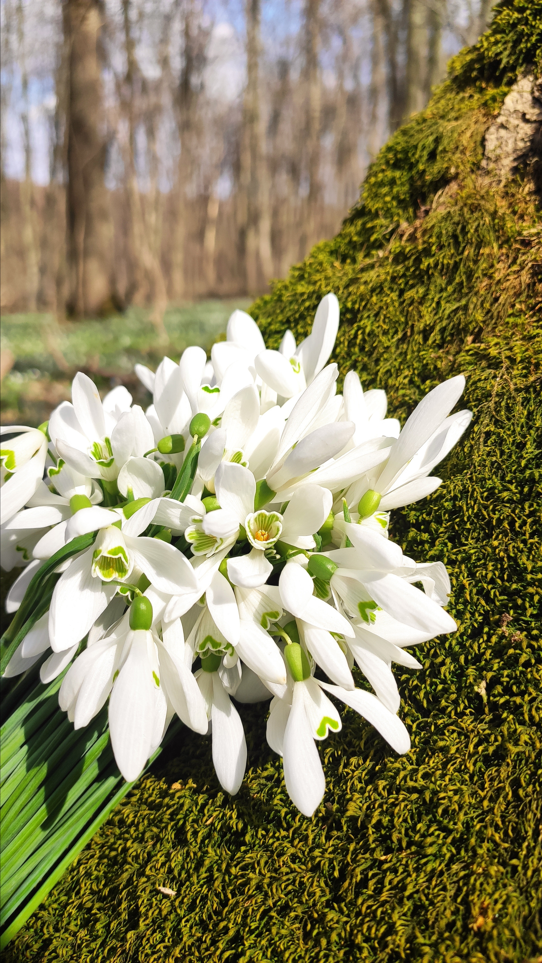Весняні шпалери на телефон. Сімейний фотограф Київ Наталія Шкаврон