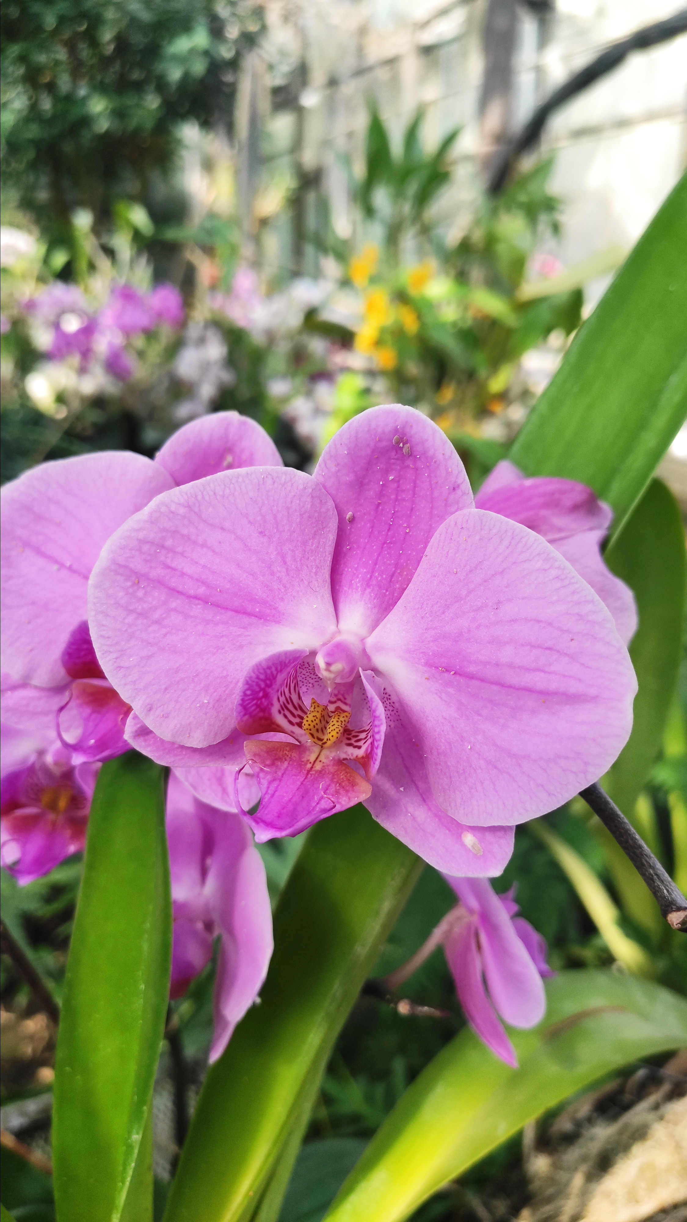 Весняні шпалери на телефон. Сімейний фотограф Київ Наталія Шкаврон