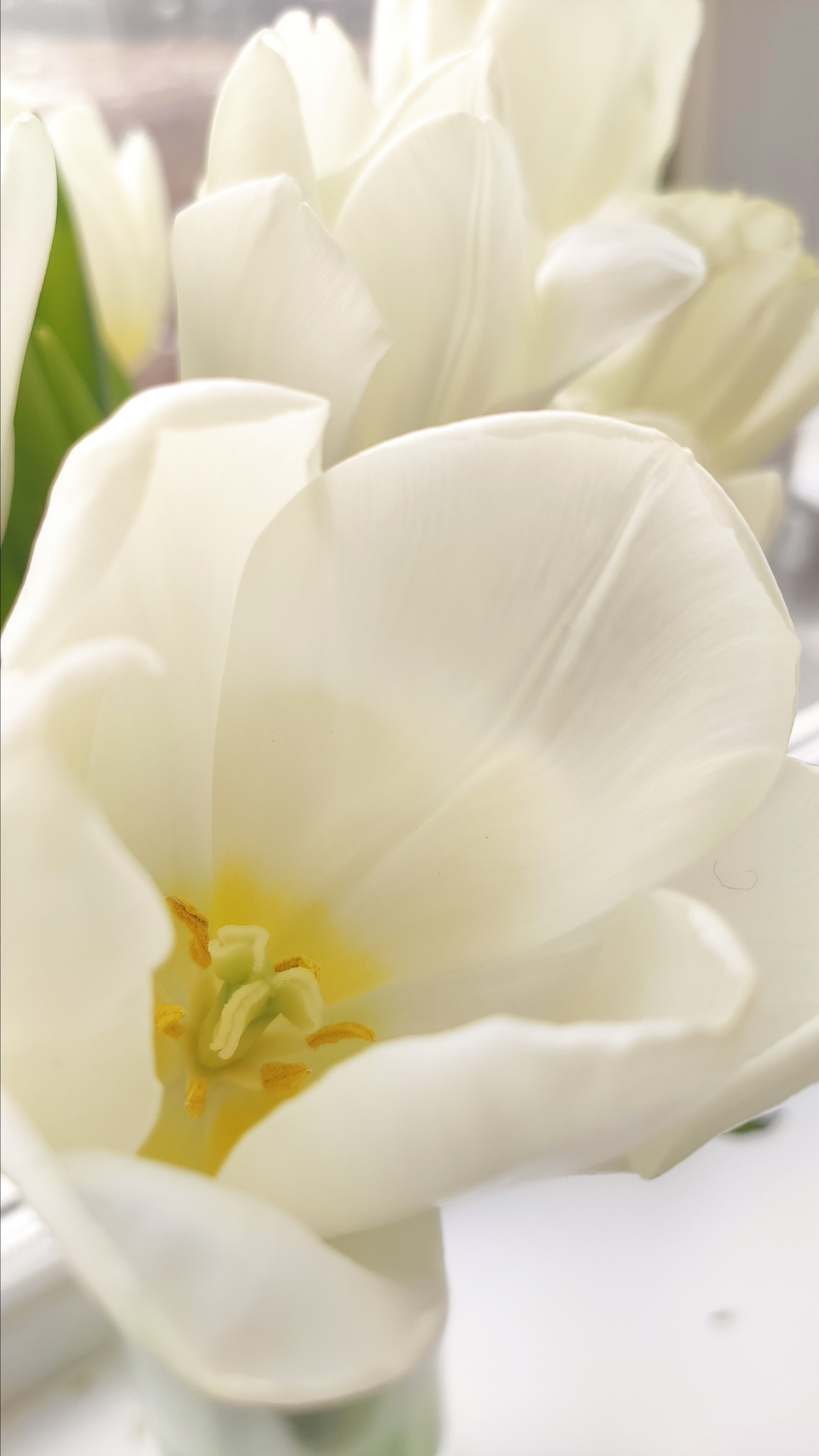 Весняні шпалери на телефон. Сімейний фотограф Київ Наталія Шкаврон