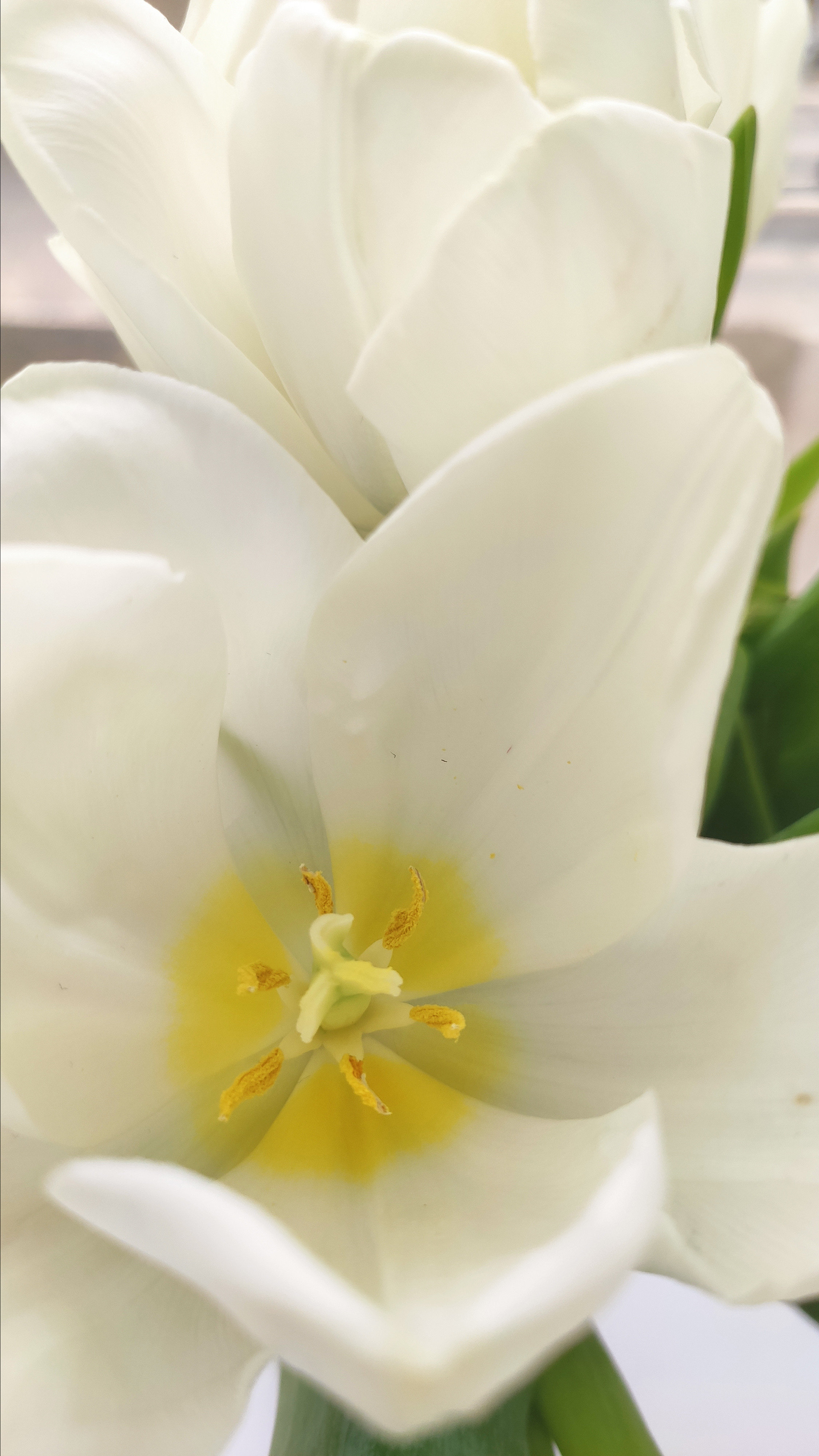 Весняні шпалери на телефон. Сімейний фотограф Київ Наталія Шкаврон