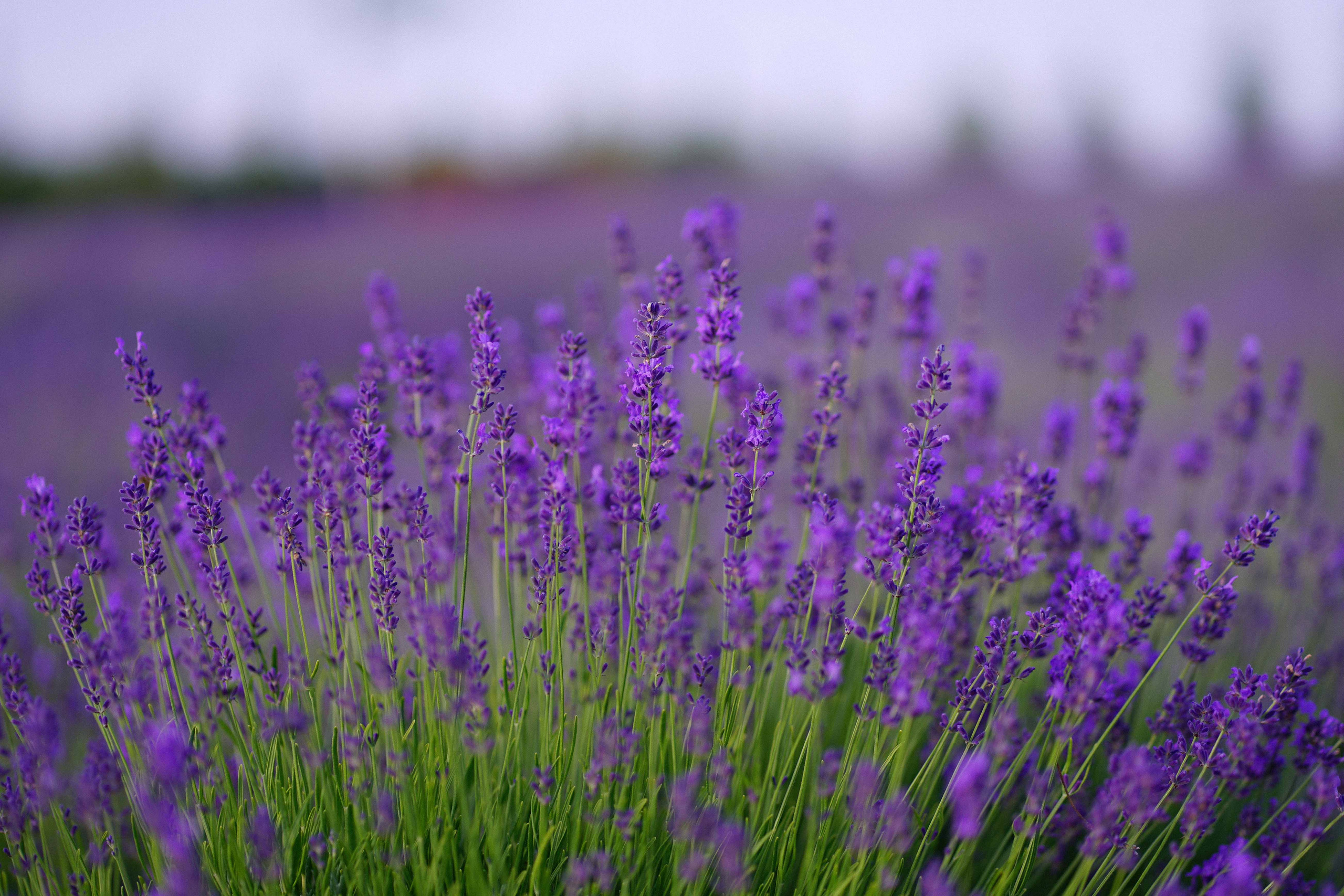 лавандове поле заставка, лавандовое поле обои на рабочий стол, лавандовое поле обои на телефон, фон лаванда обои на айфон, лаванда обои на телефон, цветки лаванды фон лаванда обои на айфон, эстетика обои на телефон лавандового цвета, лавандовые обои на телефон, лавандове поле фотосесія
