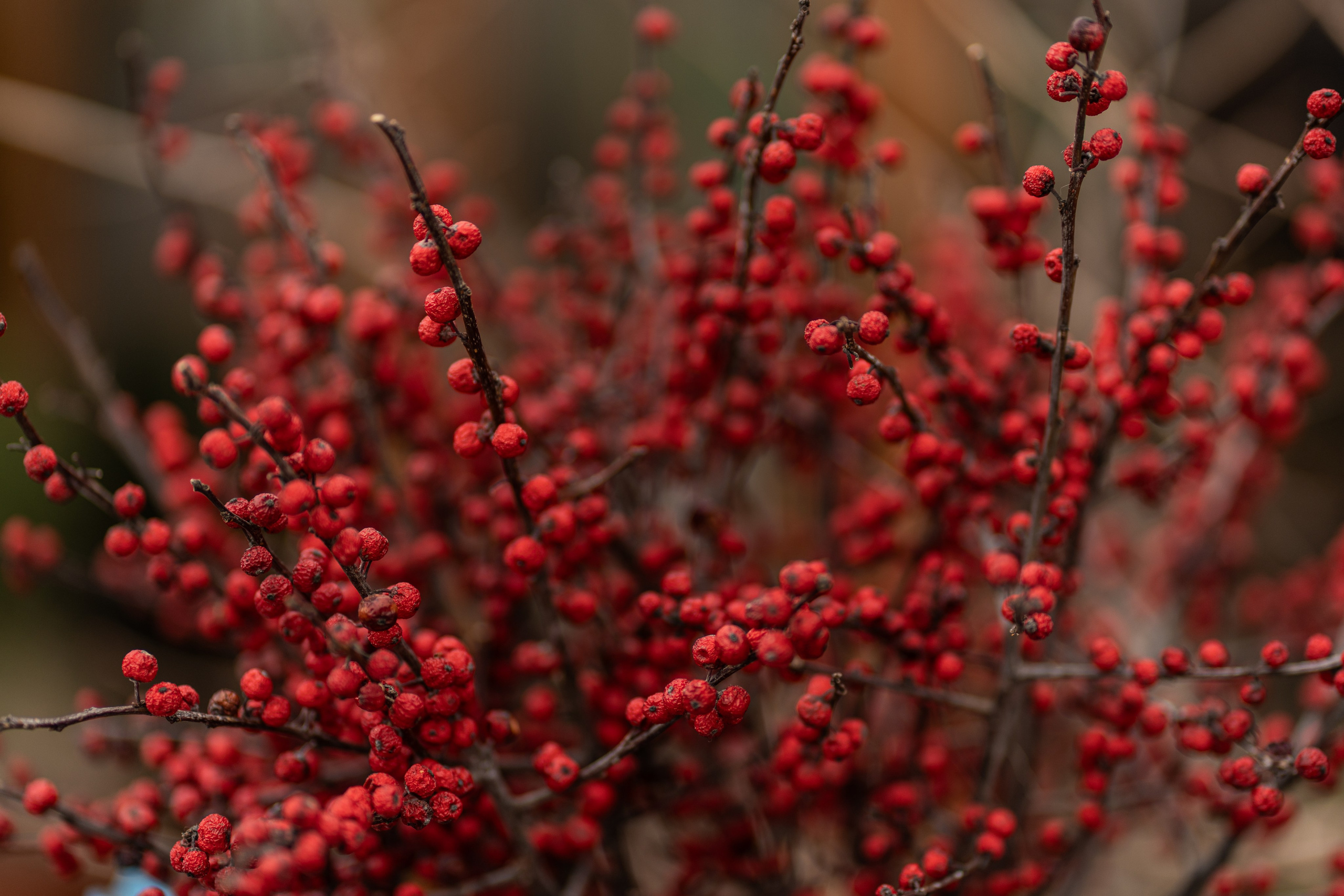 Весняні фотошпалери 2026. Сімейний фотограф Київ Наталія Шкаврон