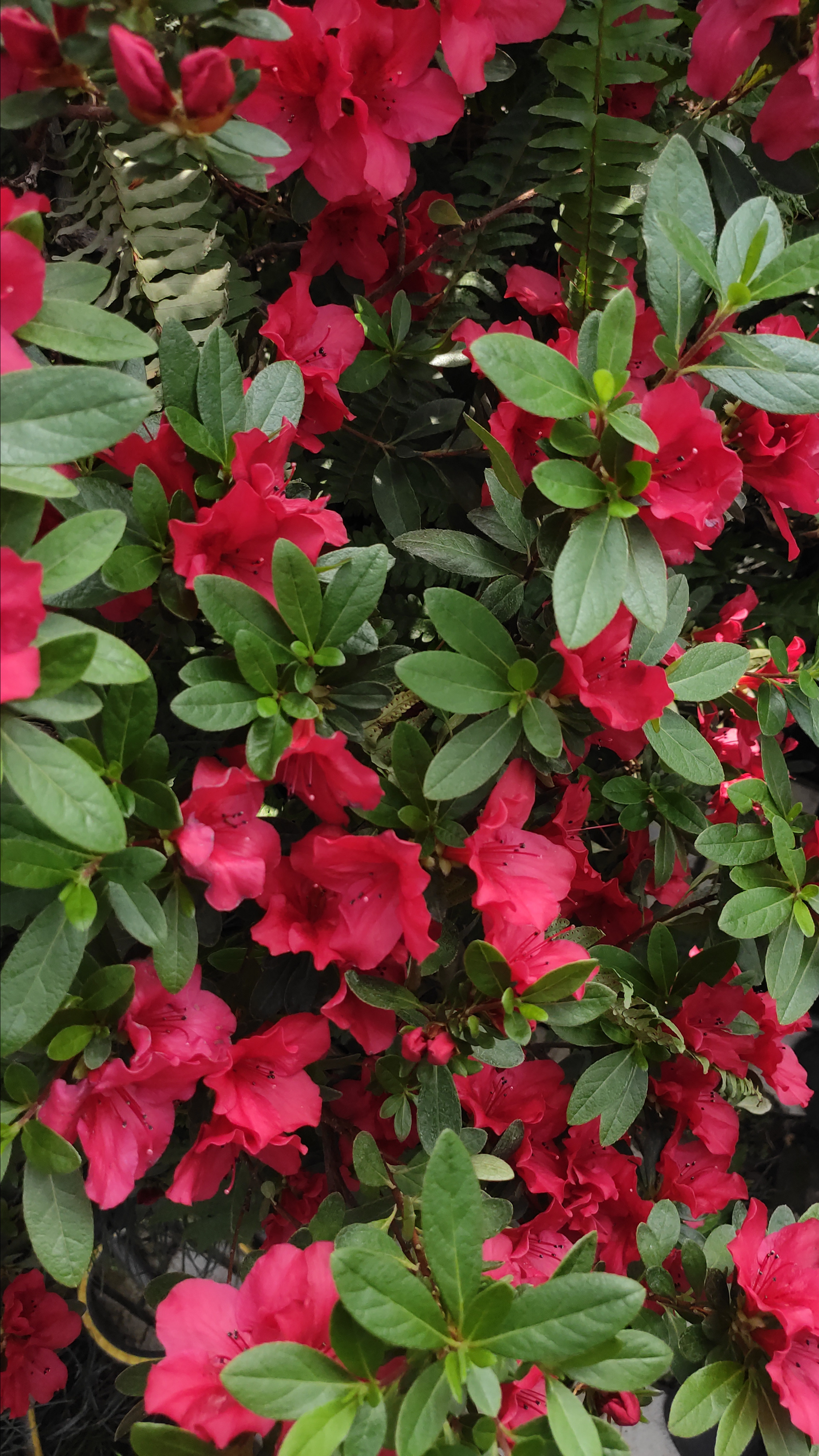 Весняні шпалери на телефон. Сімейний фотограф Київ Наталія Шкаврон