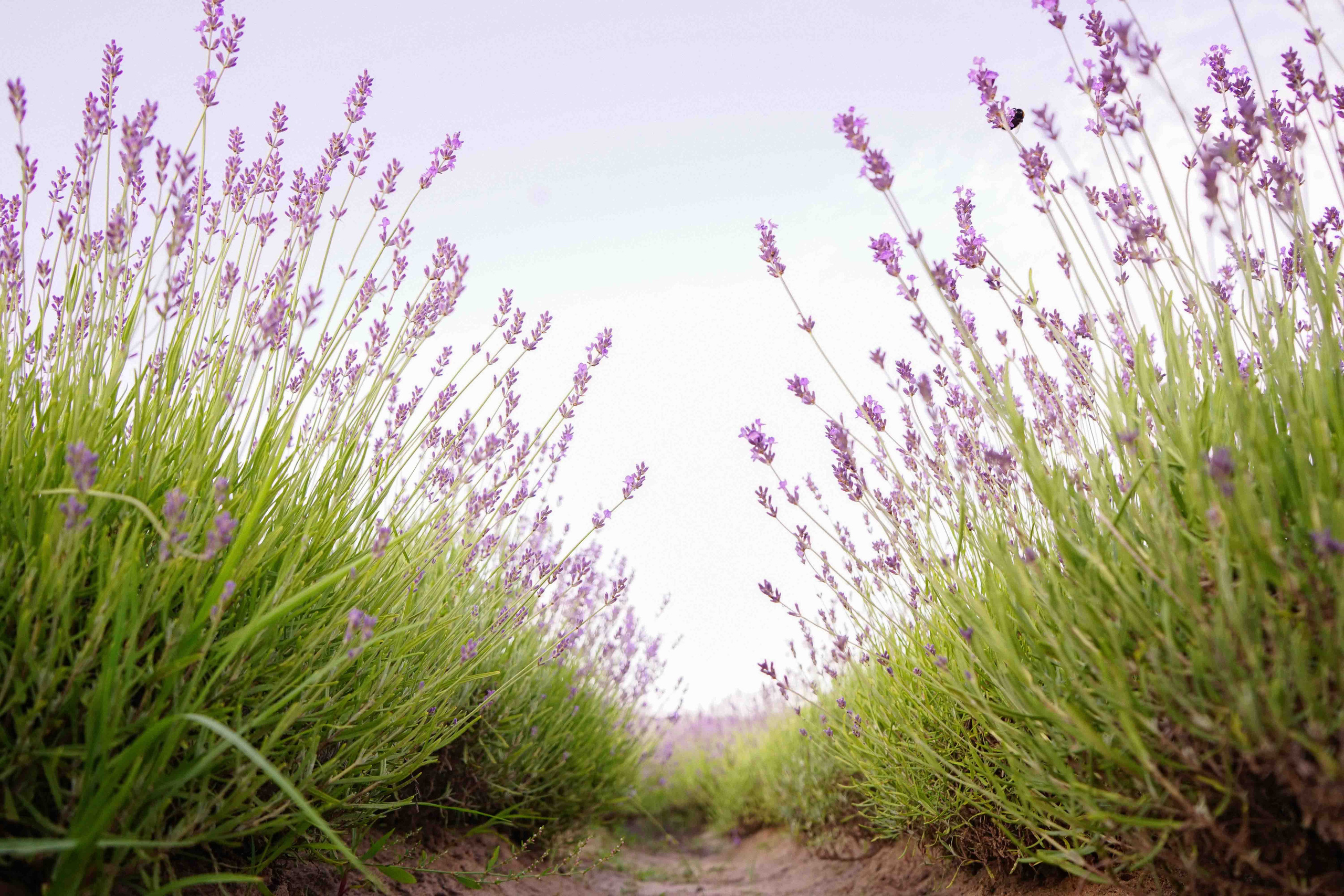 лавандове поле заставка, лавандовое поле обои на рабочий стол, лавандовое поле обои на телефон, фон лаванда обои на айфон, лаванда обои на телефон, цветки лаванды фон лаванда обои на айфон, эстетика обои на телефон лавандового цвета, лавандовые обои на телефон, лавандове поле фотосесія