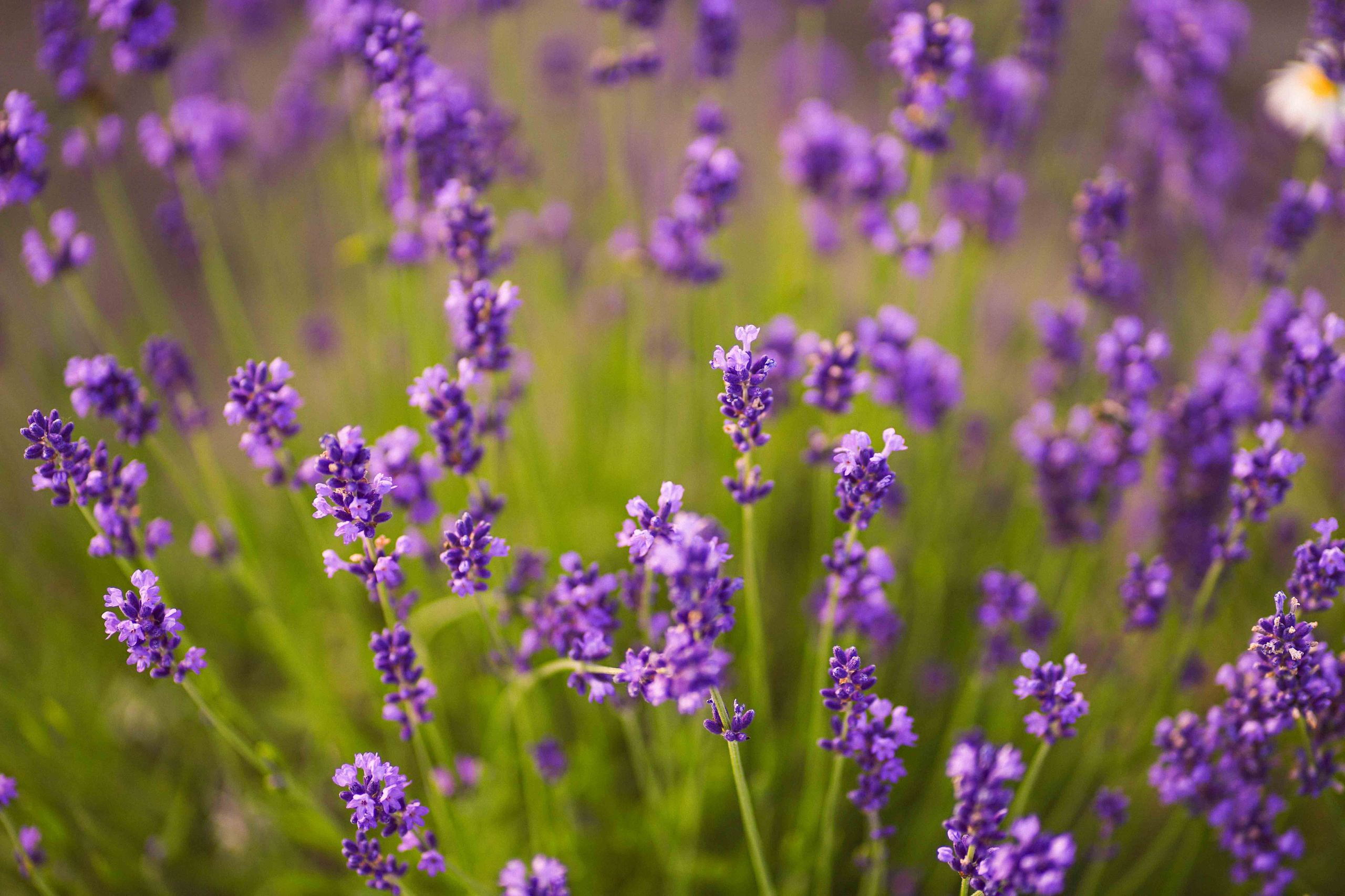 лавандове поле заставка, лавандовое поле обои на рабочий стол, лавандовое поле обои на телефон, фон лаванда обои на айфон, лаванда обои на телефон, цветки лаванды фон лаванда обои на айфон, эстетика обои на телефон лавандового цвета, лавандовые обои на телефон, лавандове поле фотосесія
