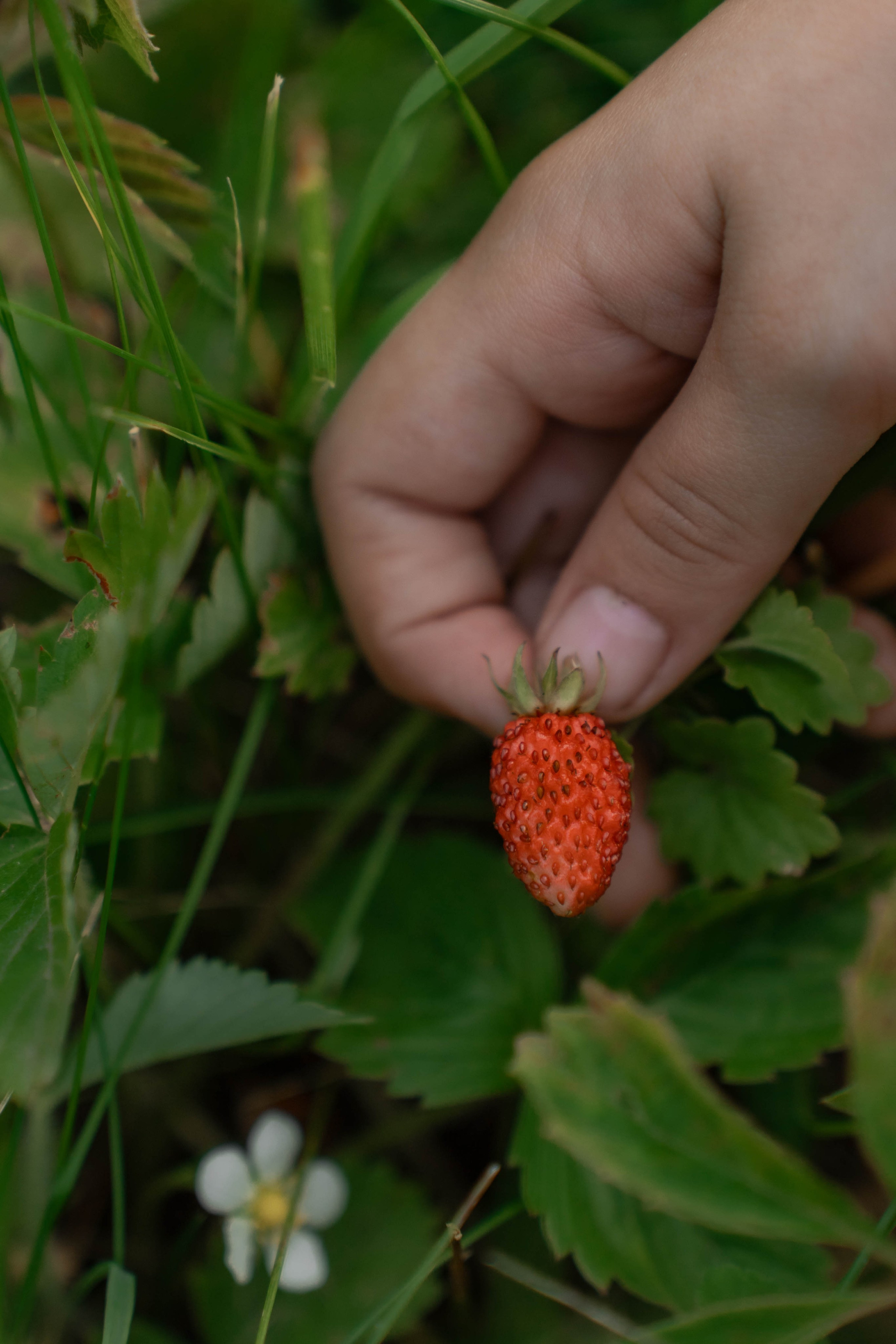 Сімейна фотосесія в Пирогово мами з двома донями. Сімейний фотограф Київ Наталія Шкаврон