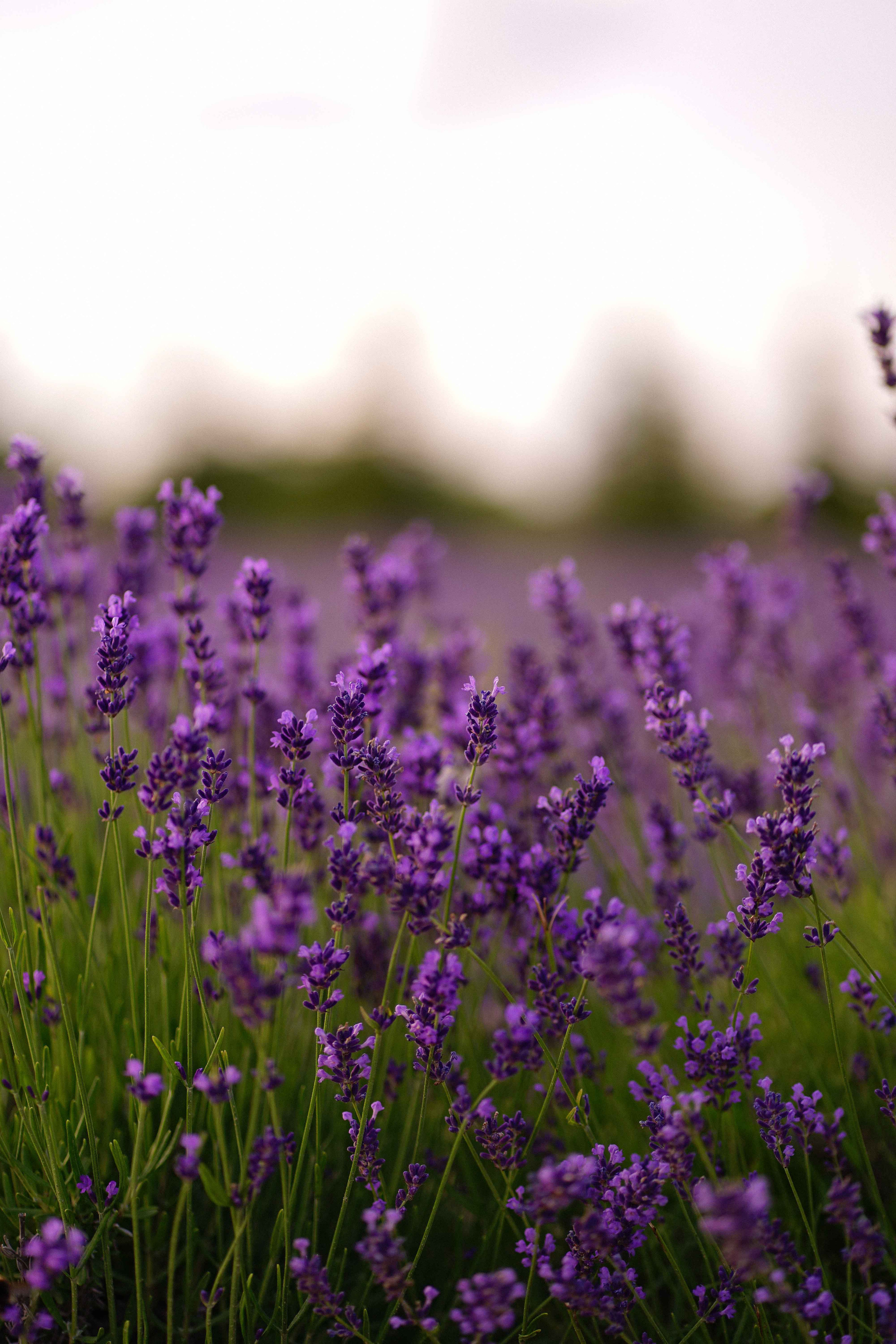 лавандове поле заставка, лавандовое поле обои на рабочий стол, лавандовое поле обои на телефон, фон лаванда обои на айфон, лаванда обои на телефон, цветки лаванды фон лаванда обои на айфон, эстетика обои на телефон лавандового цвета, лавандовые обои на телефон, лавандове поле фотосесія
