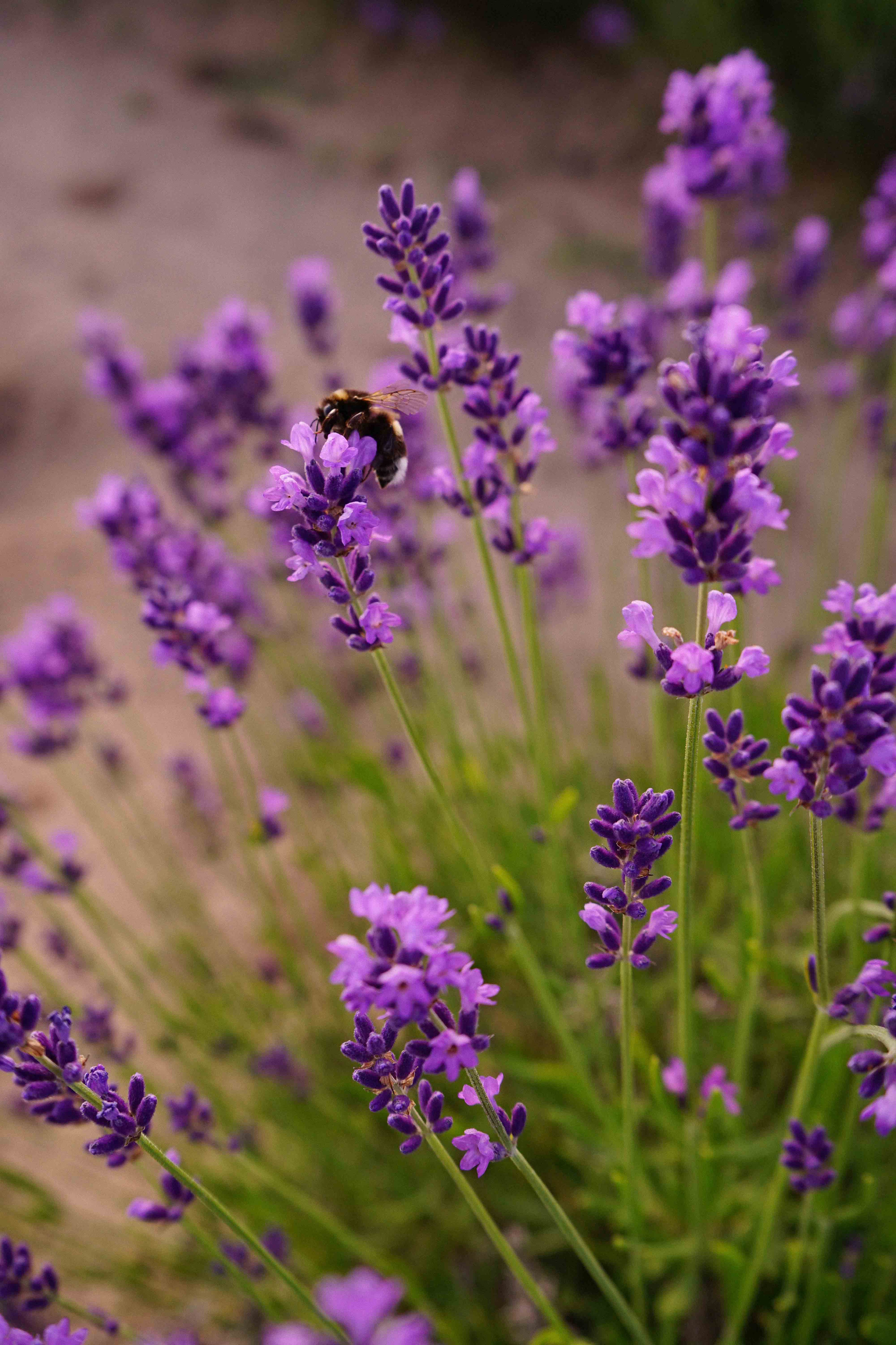 лавандове поле заставка, лавандовое поле обои на рабочий стол, лавандовое поле обои на телефон, фон лаванда обои на айфон, лаванда обои на телефон, цветки лаванды фон лаванда обои на айфон, эстетика обои на телефон лавандового цвета, лавандовые обои на телефон, лавандове поле фотосесія