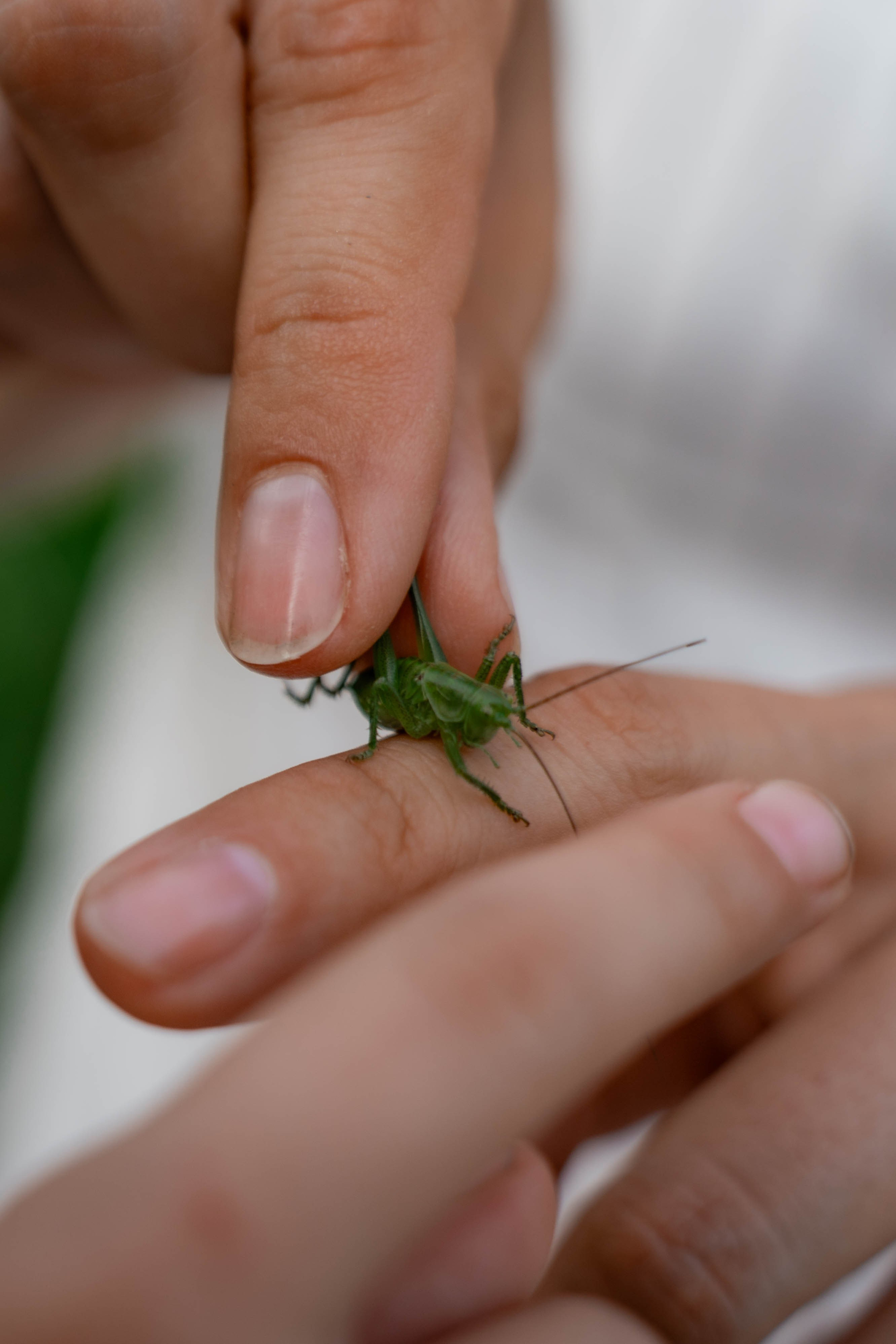 Сімейна фотосесія в Пирогово мами з двома донями. Сімейний фотограф Київ Наталія Шкаврон