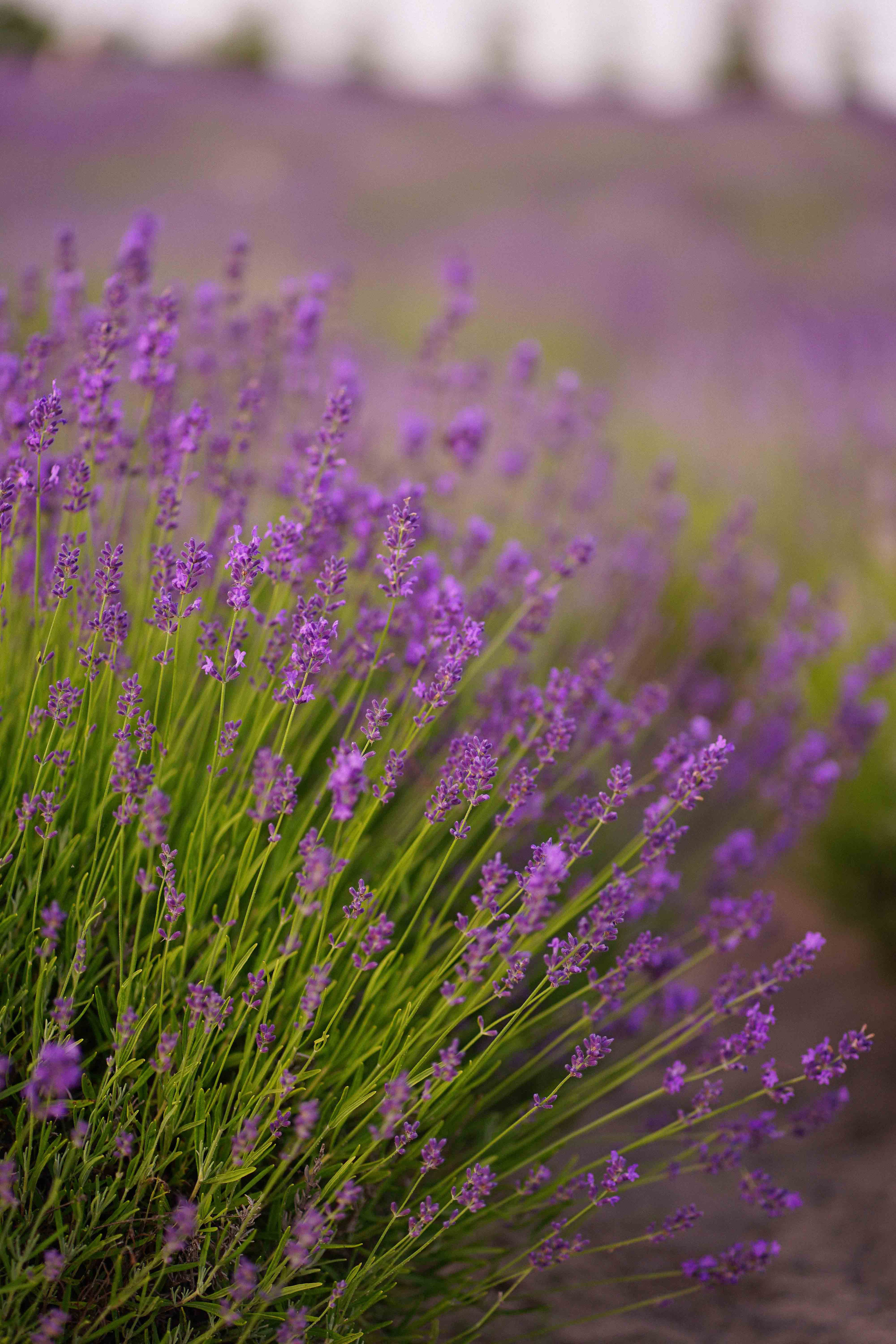 лавандове поле заставка, лавандовое поле обои на рабочий стол, лавандовое поле обои на телефон, фон лаванда обои на айфон, лаванда обои на телефон, цветки лаванды фон лаванда обои на айфон, эстетика обои на телефон лавандового цвета, лавандовые обои на телефон, лавандове поле фотосесія