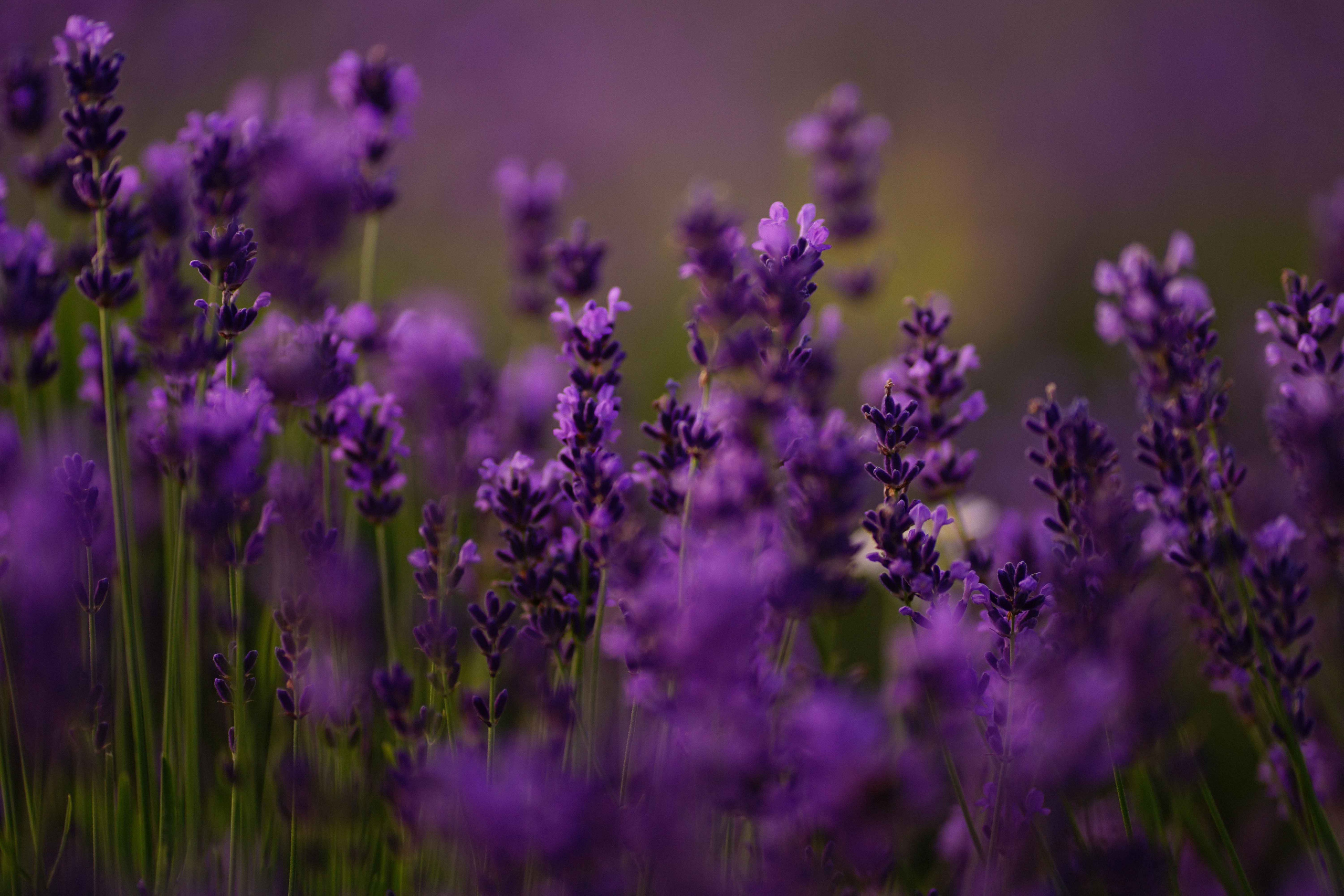 лавандове поле заставка, лавандовое поле обои на рабочий стол, лавандовое поле обои на телефон, фон лаванда обои на айфон, лаванда обои на телефон, цветки лаванды фон лаванда обои на айфон, эстетика обои на телефон лавандового цвета, лавандовые обои на телефон, лавандове поле фотосесія