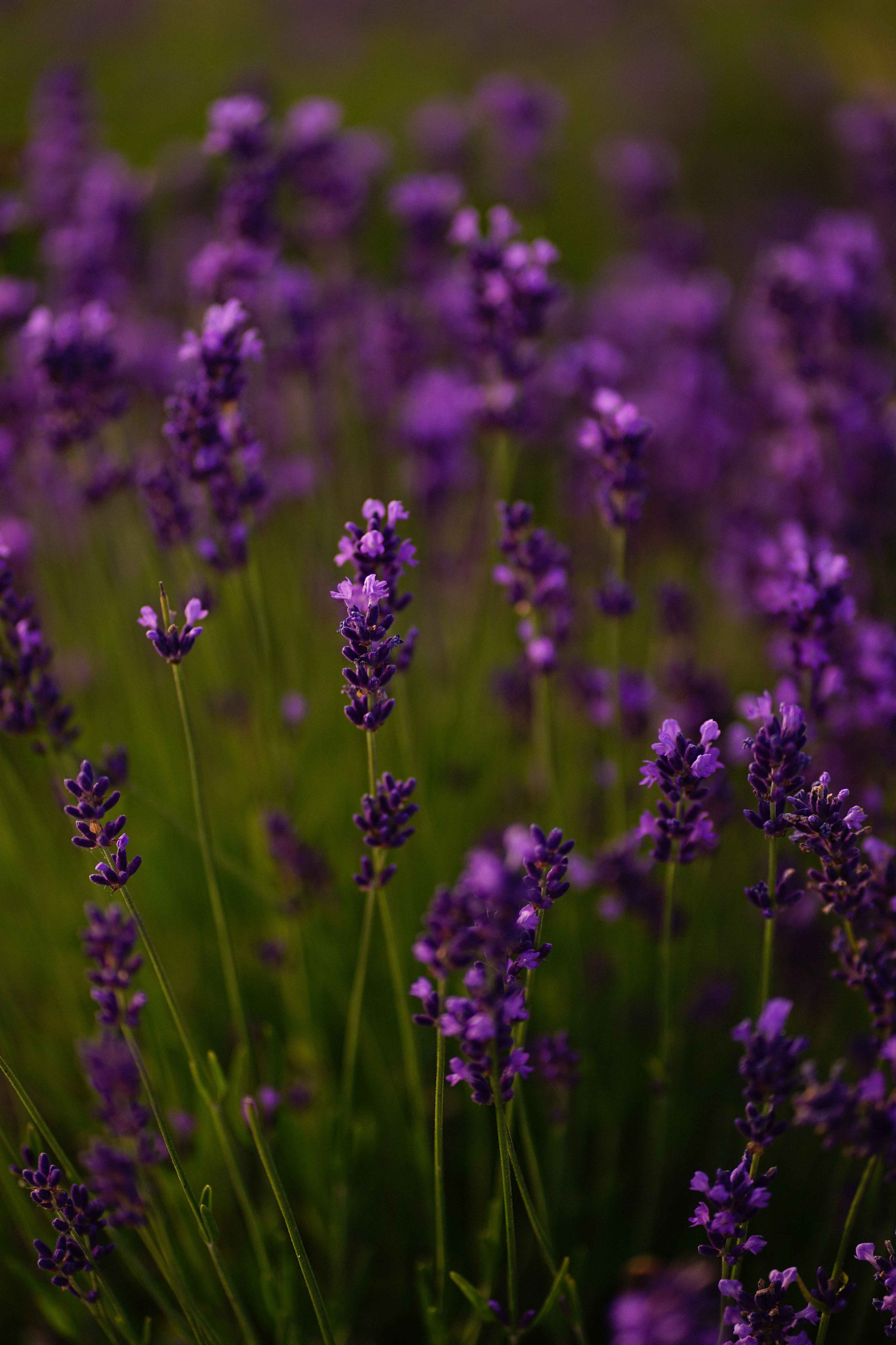 лавандове поле заставка, лавандовое поле обои на рабочий стол, лавандовое поле обои на телефон, фон лаванда обои на айфон, лаванда обои на телефон, цветки лаванды фон лаванда обои на айфон, эстетика обои на телефон лавандового цвета, лавандовые обои на телефон, лавандове поле фотосесія