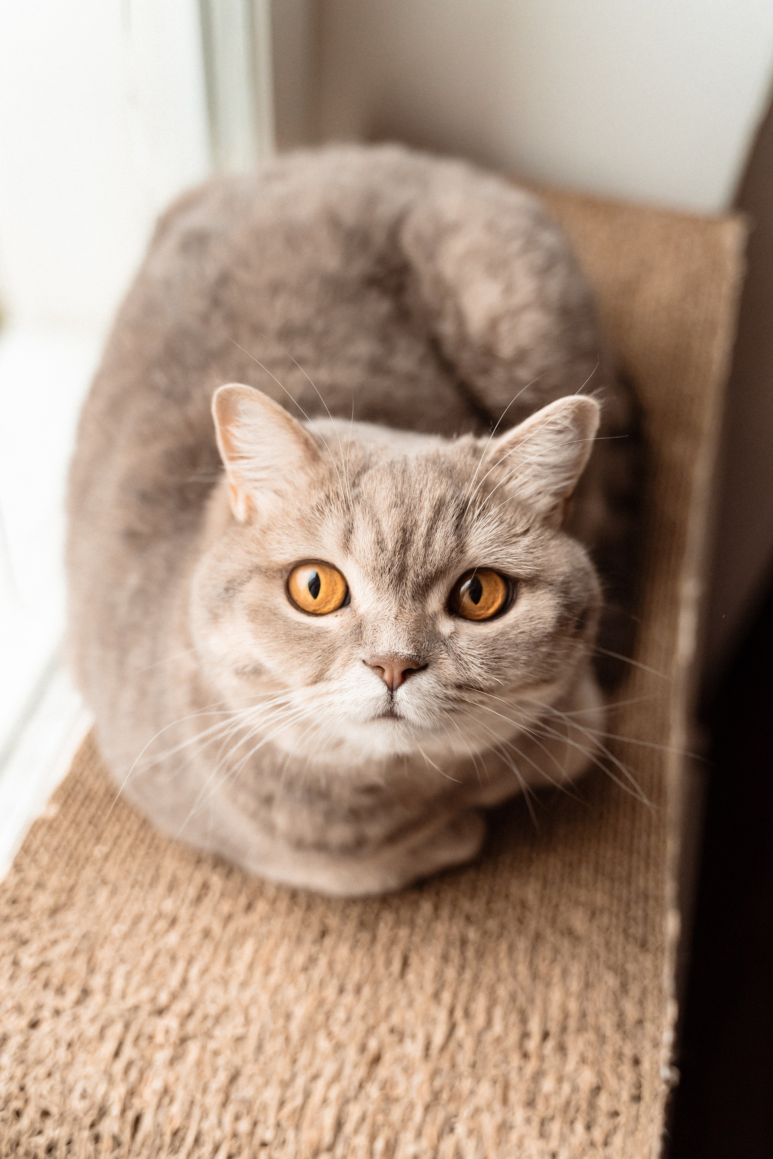 Домашня фотосесія. Сімейний фотограф Київ Наталія Шкаврон