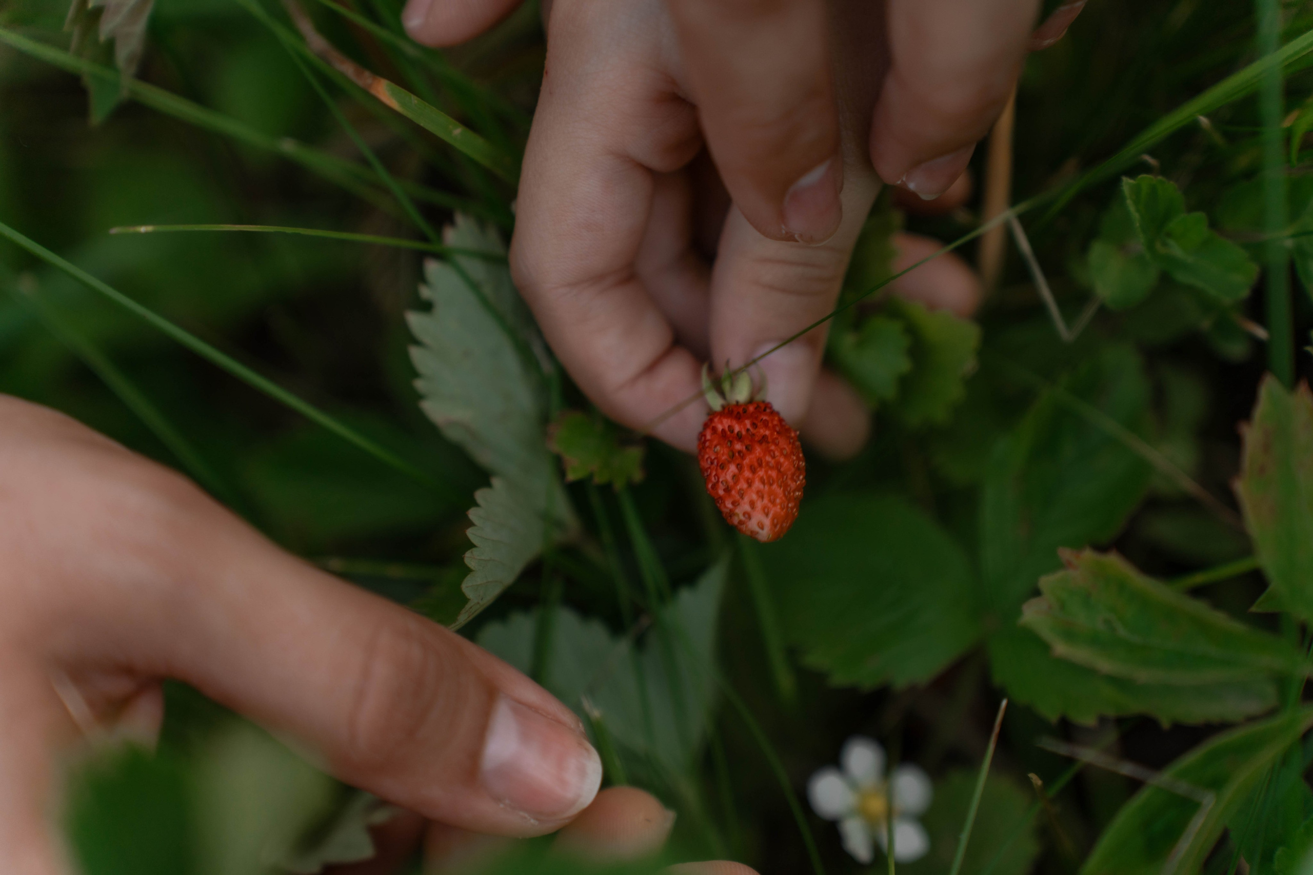 Сімейна фотосесія в Пирогово мами з двома донями. Сімейний фотограф Київ Наталія Шкаврон