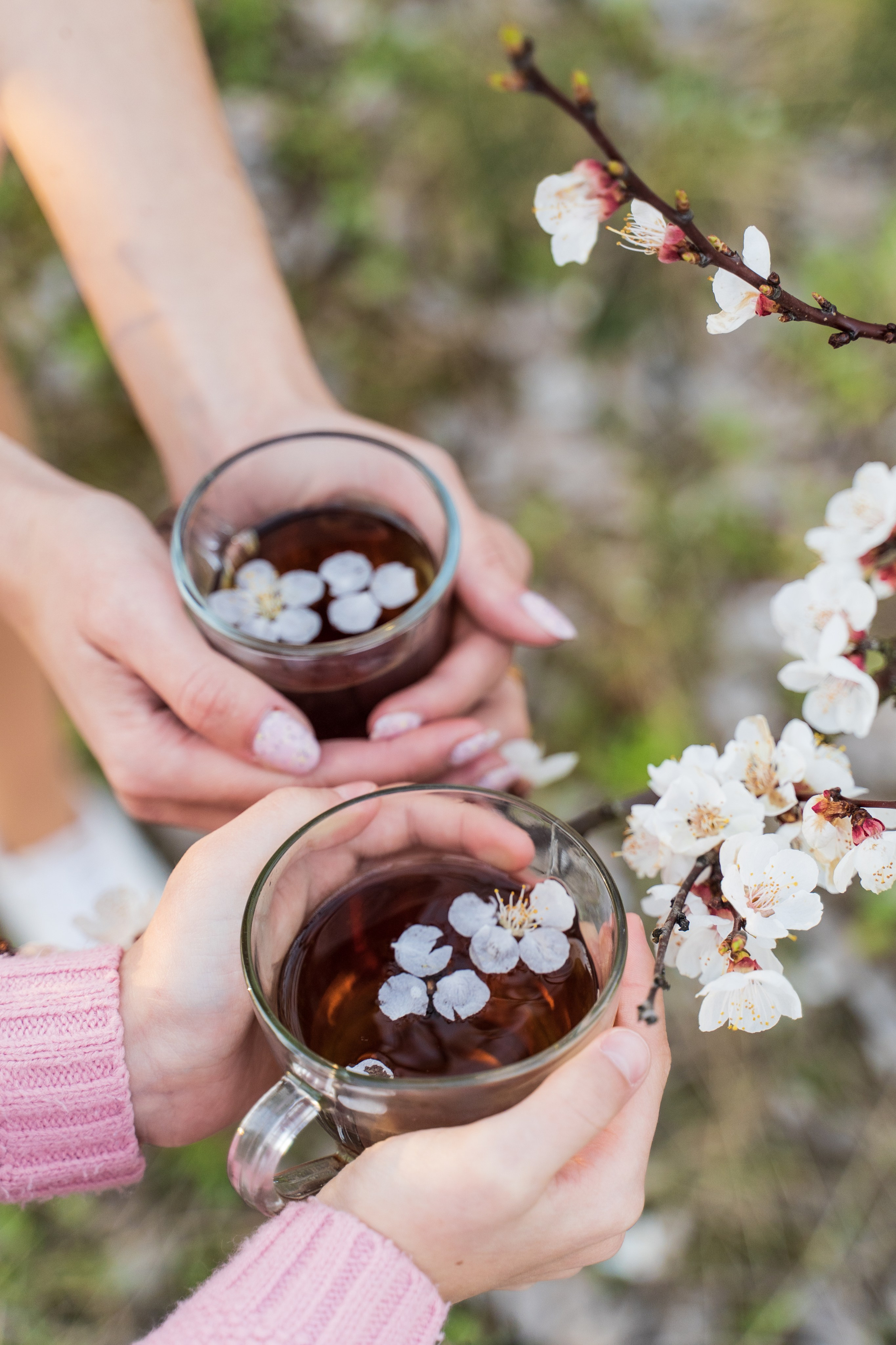 Сімейна фотосесія в абрикосовому саду, фотограф київ, сімейний фотограф київ, локація абрикосовий сад