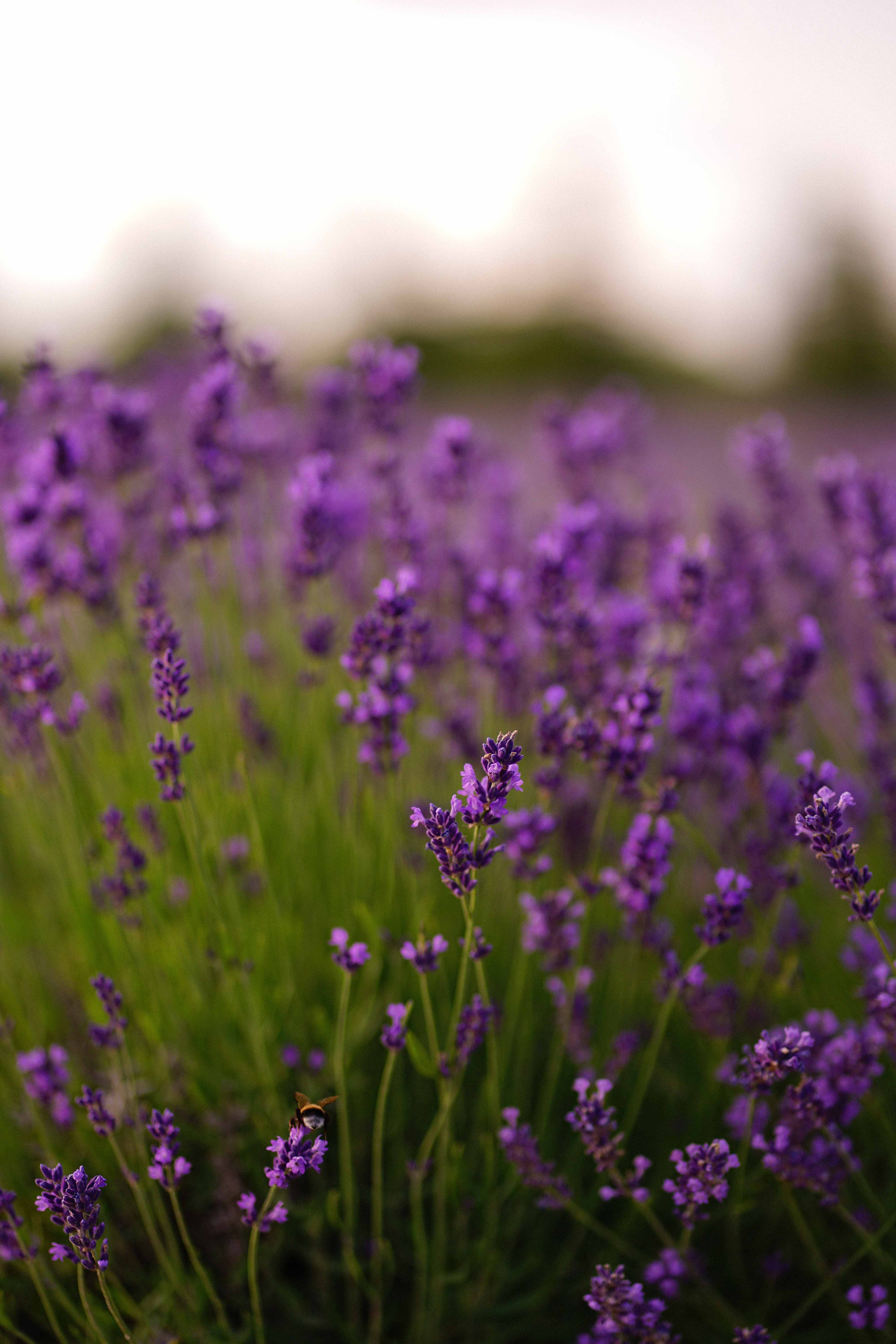 лавандове поле заставка, лавандовое поле обои на рабочий стол, лавандовое поле обои на телефон, фон лаванда обои на айфон, лаванда обои на телефон, цветки лаванды фон лаванда обои на айфон, эстетика обои на телефон лавандового цвета, лавандовые обои на телефон, лавандове поле фотосесія