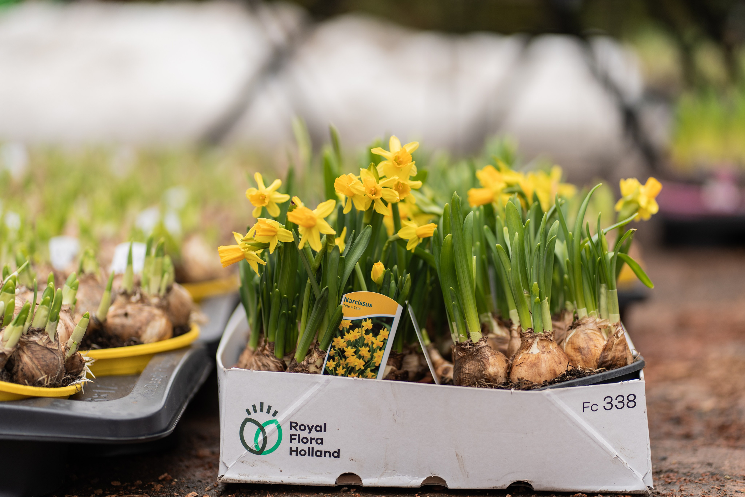 Весняні фотошпалери 2026. Сімейний фотограф Київ Наталія Шкаврон