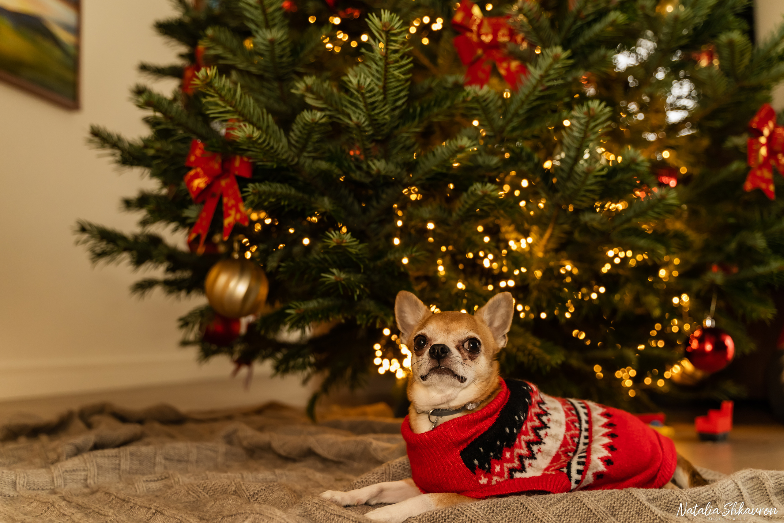Новорічна фотосесія вдома. Сімейний фотограф Київ Наталія Шкаврон