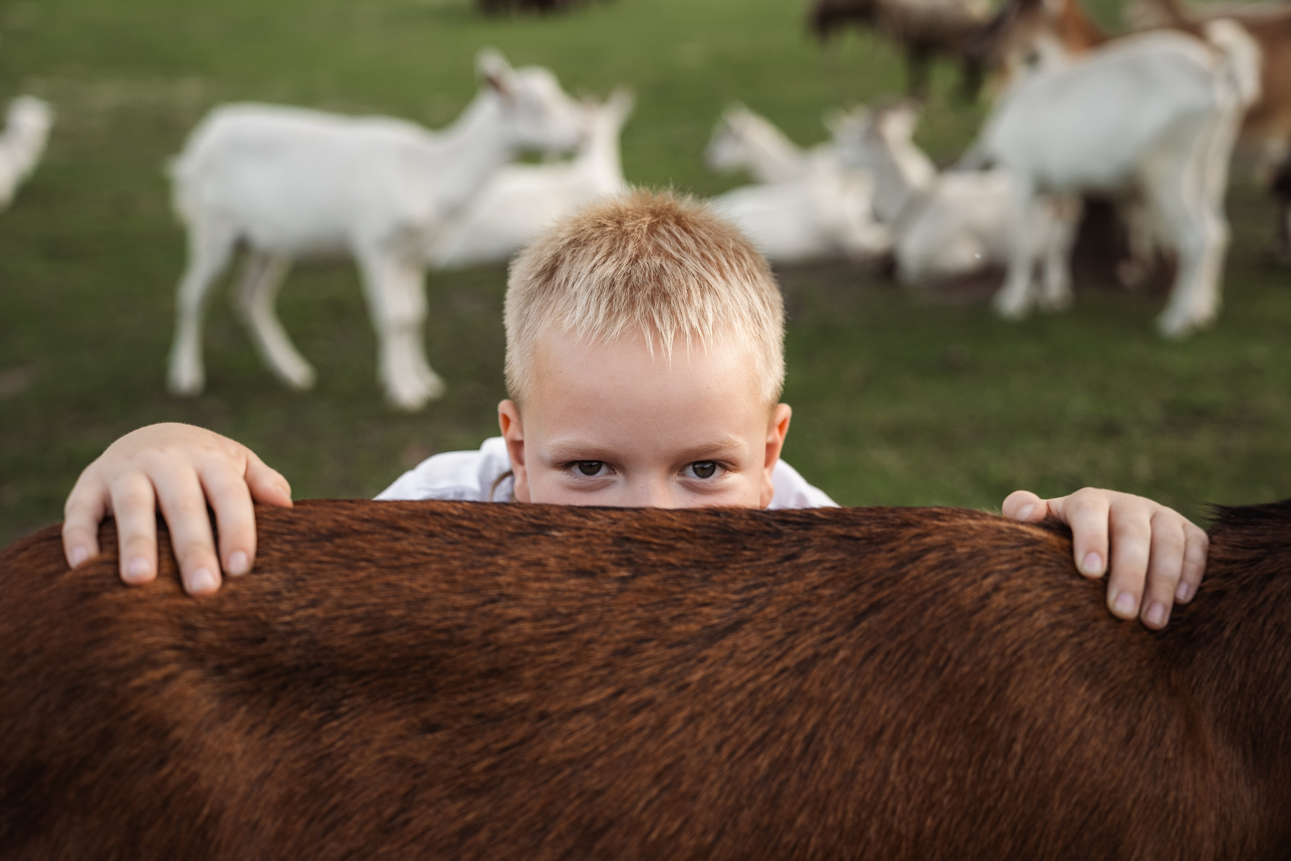 Святкування 1-го дня народження на овечій фермі. Family photographer in Kiev Natalia Shkavron