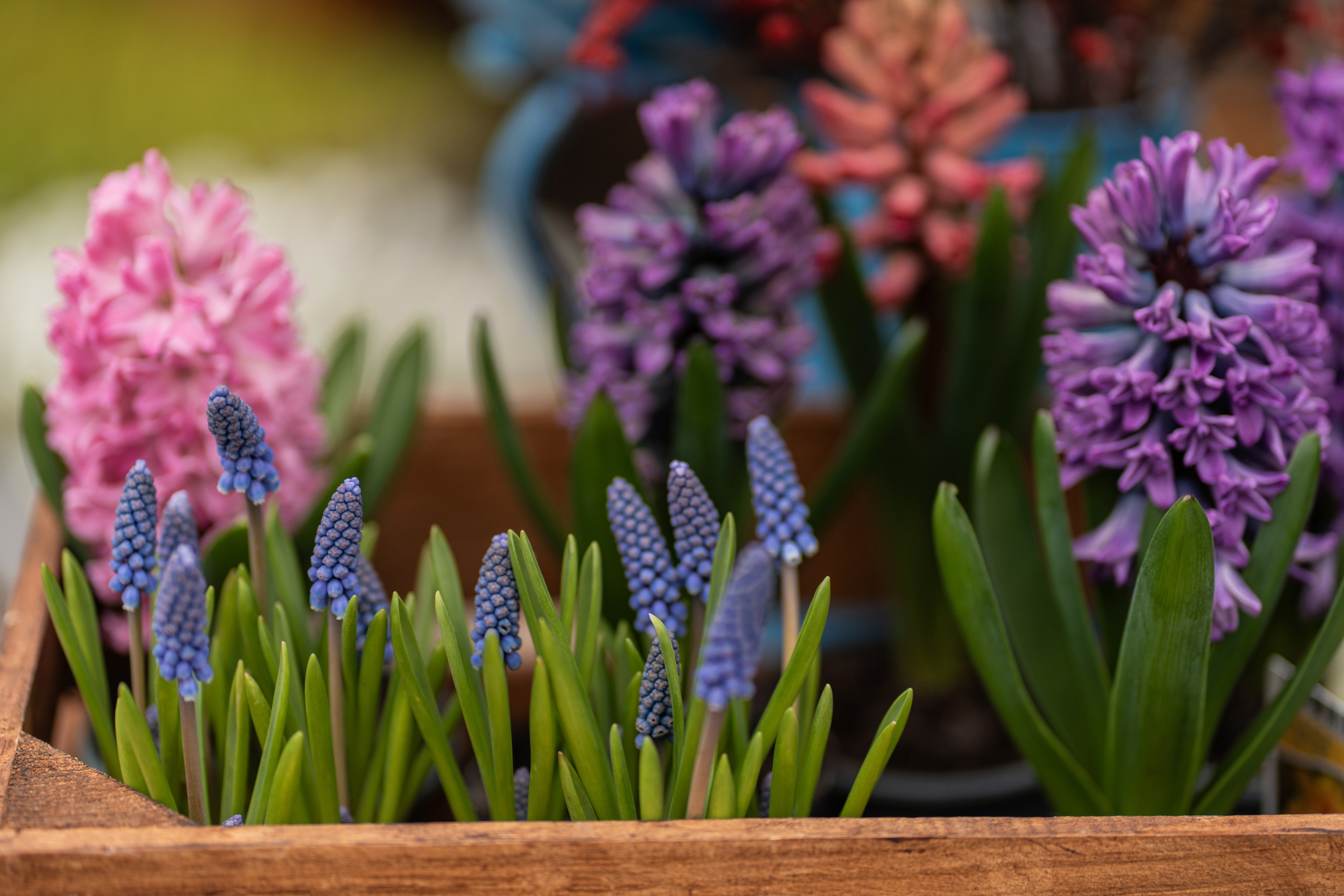 Весняні фотошпалери 2026. Сімейний фотограф Київ Наталія Шкаврон