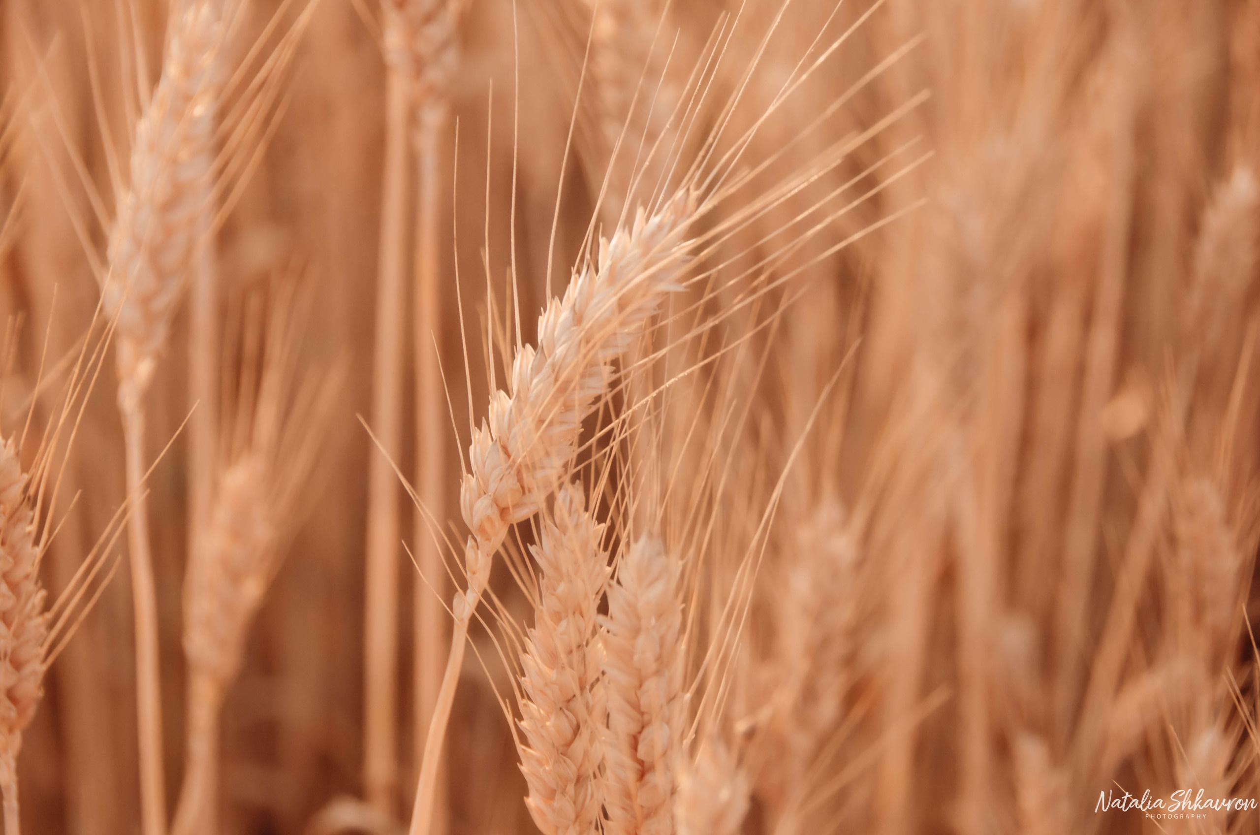 Фотосесія дві сестри. Сімейний фотограф Київ Наталія Шкаврон