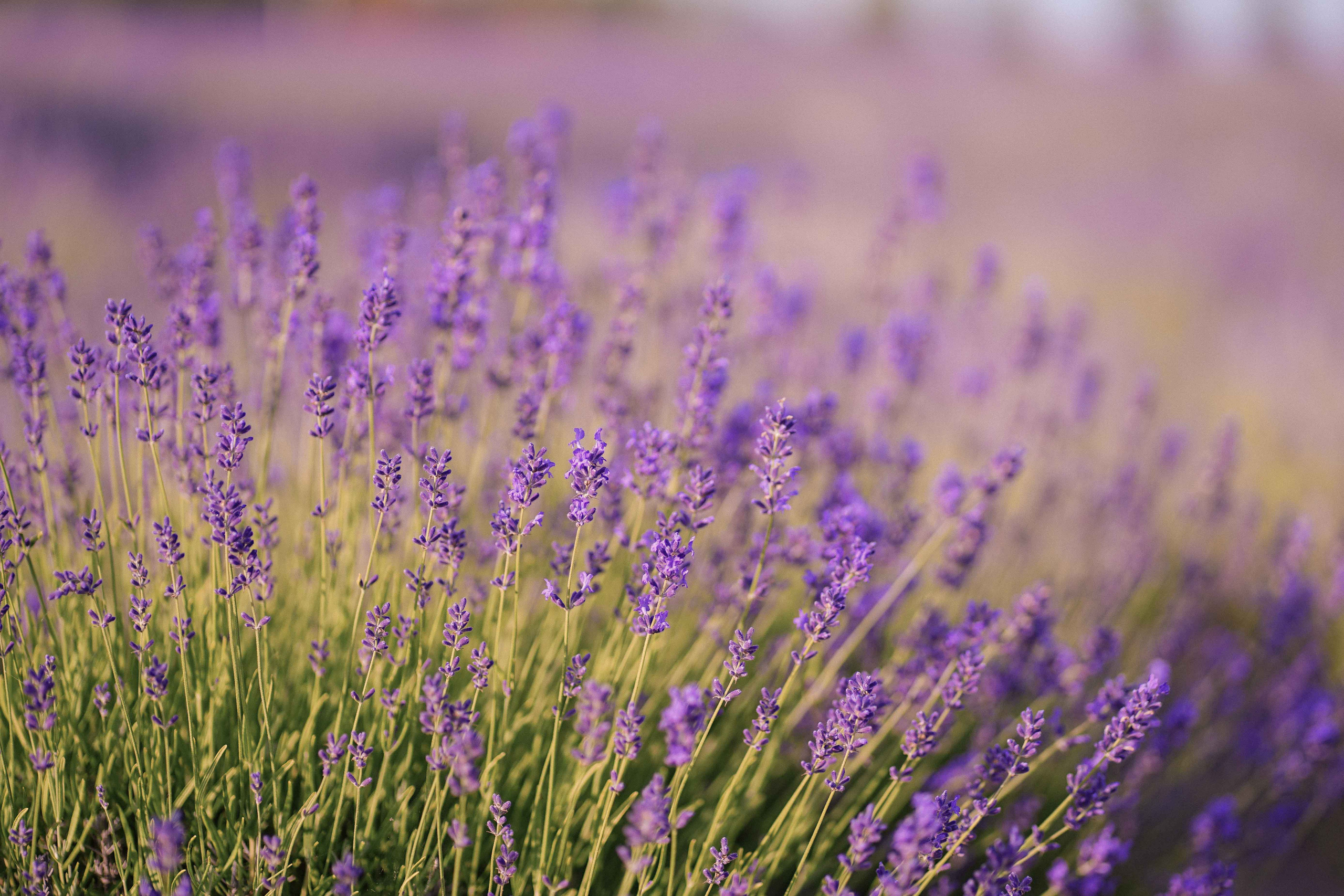 лавандове поле заставка, лавандовое поле обои на рабочий стол, лавандовое поле обои на телефон, фон лаванда обои на айфон, лаванда обои на телефон, цветки лаванды фон лаванда обои на айфон, эстетика обои на телефон лавандового цвета, лавандовые обои на телефон, лавандове поле фотосесія