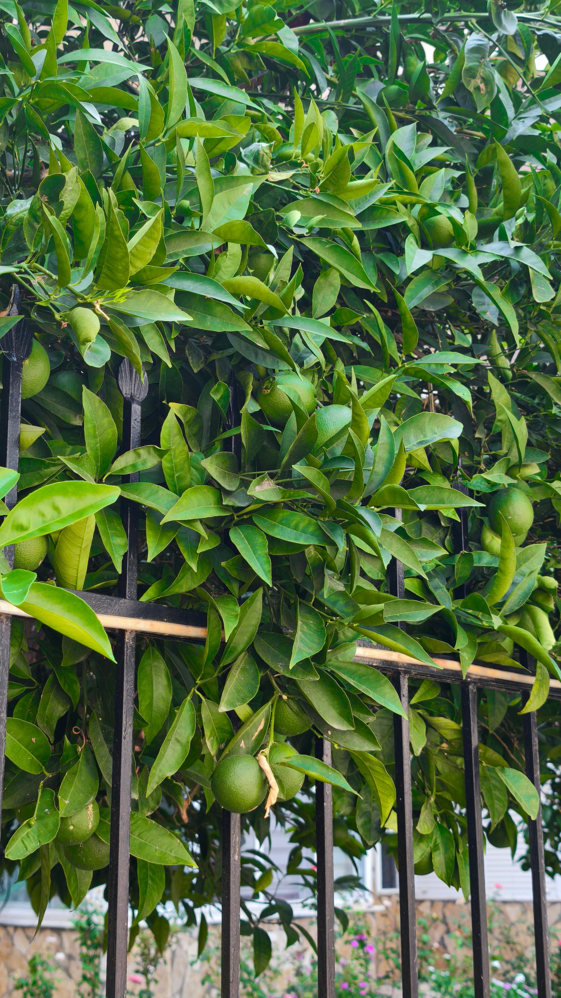 Морські шпалери 2025. Сімейний фотограф Київ Наталія Шкаврон