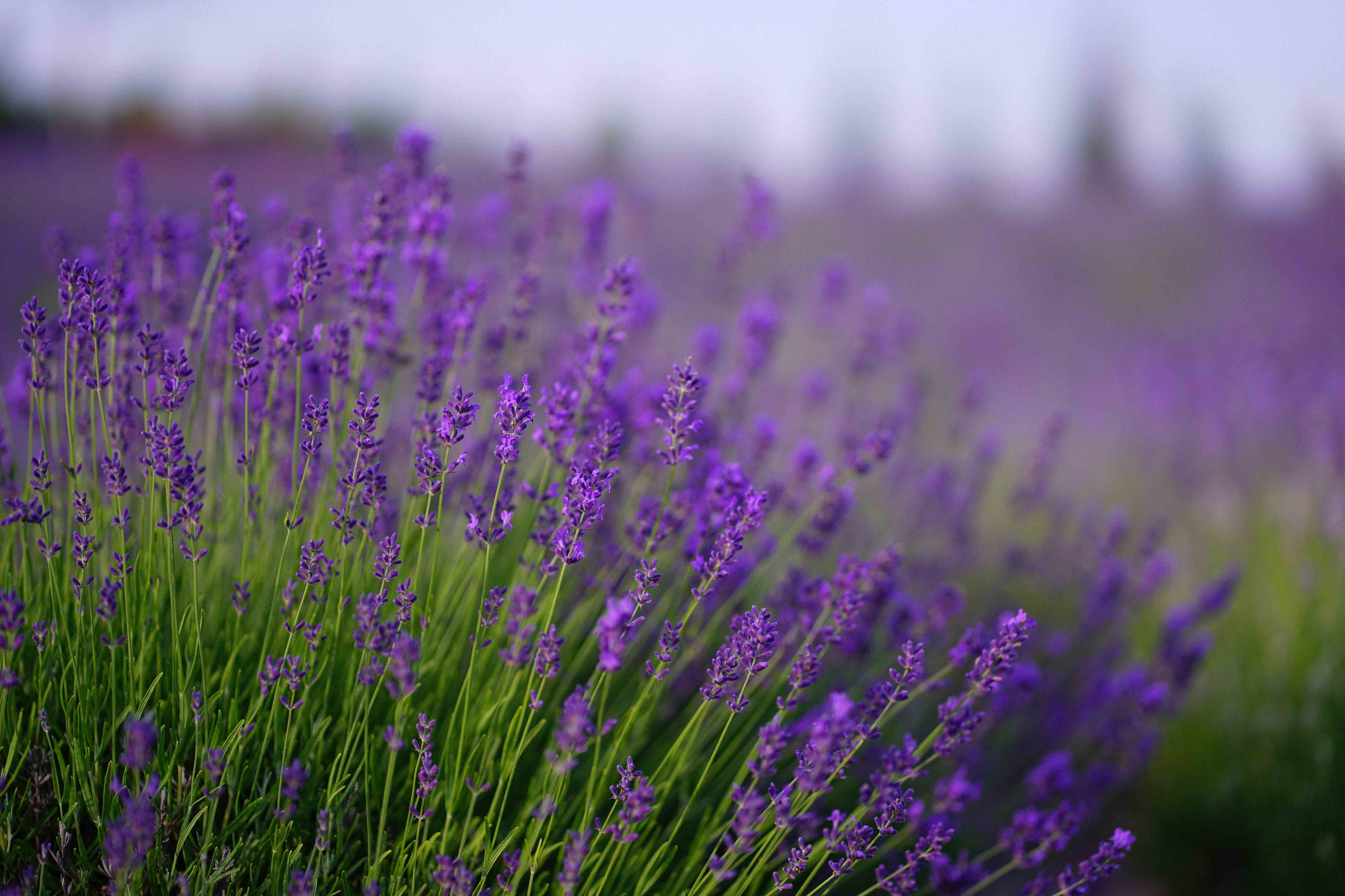 лавандове поле заставка, лавандовое поле обои на рабочий стол, лавандовое поле обои на телефон, фон лаванда обои на айфон, лаванда обои на телефон, цветки лаванды фон лаванда обои на айфон, эстетика обои на телефон лавандового цвета, лавандовые обои на телефон, лавандове поле фотосесія