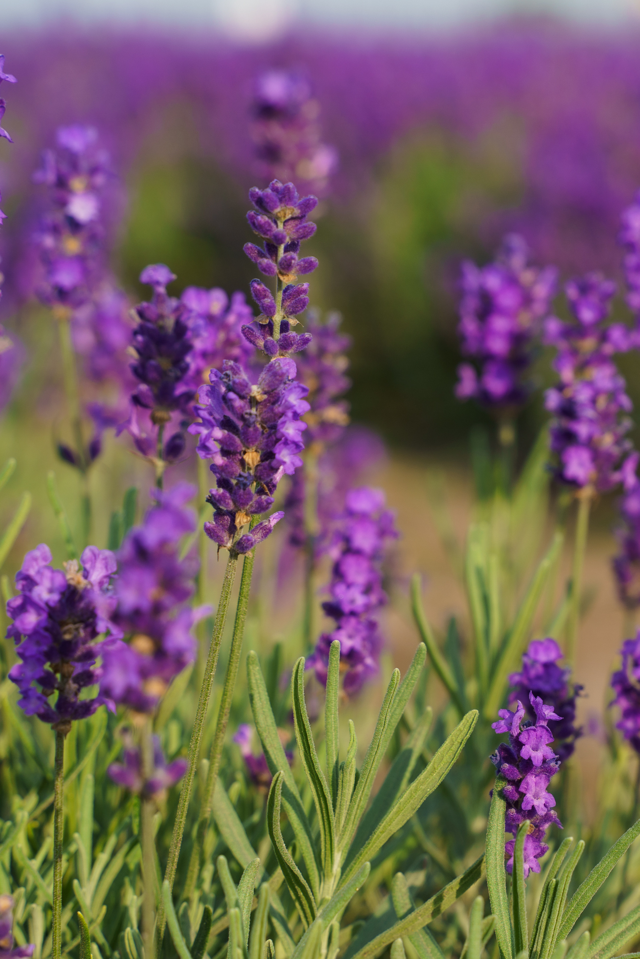 Фотосесія в лаванді у Добропарку. Family photographer in Kiev Natalia Shkavron